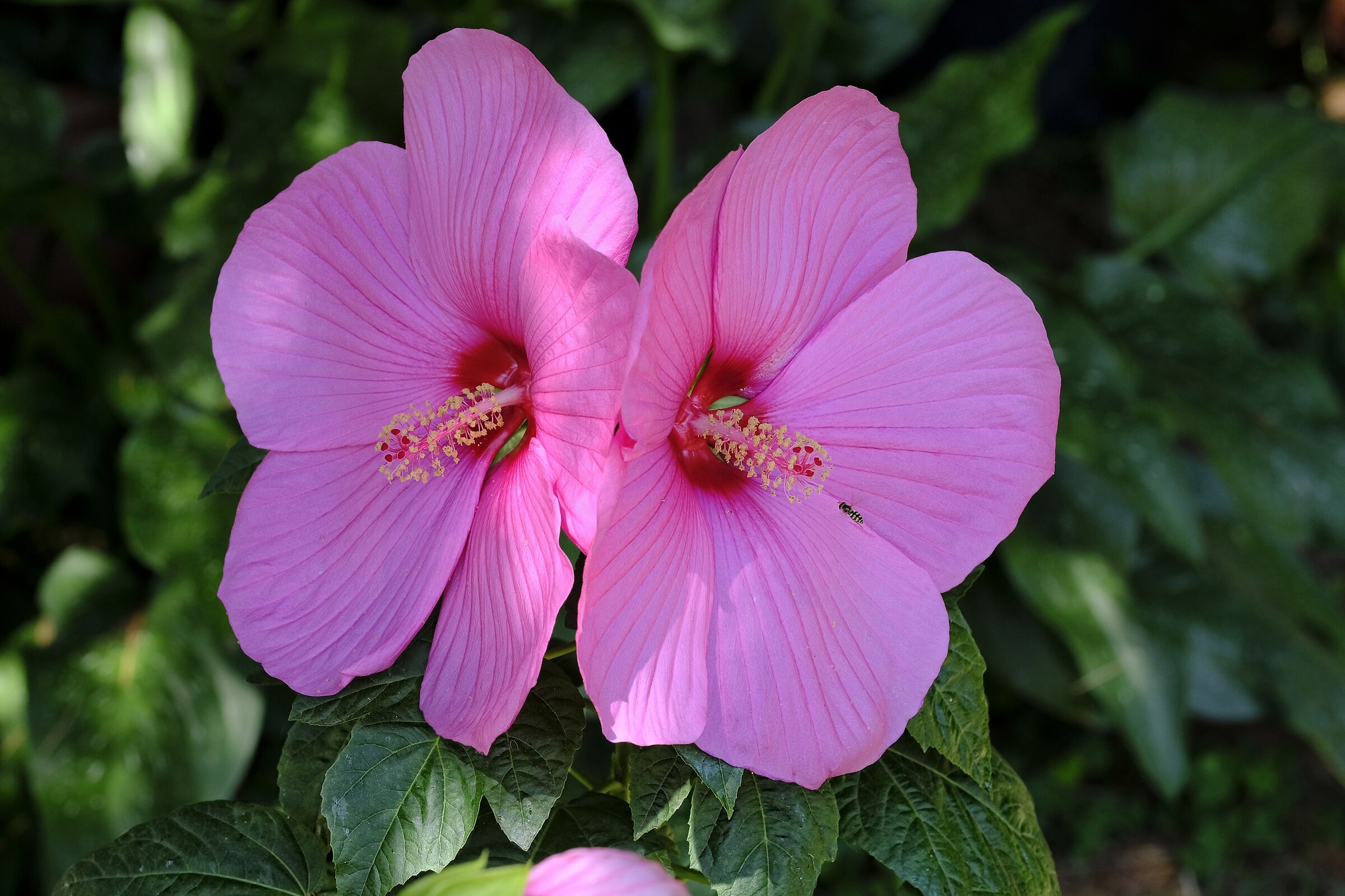 Hibiscus moscheutos