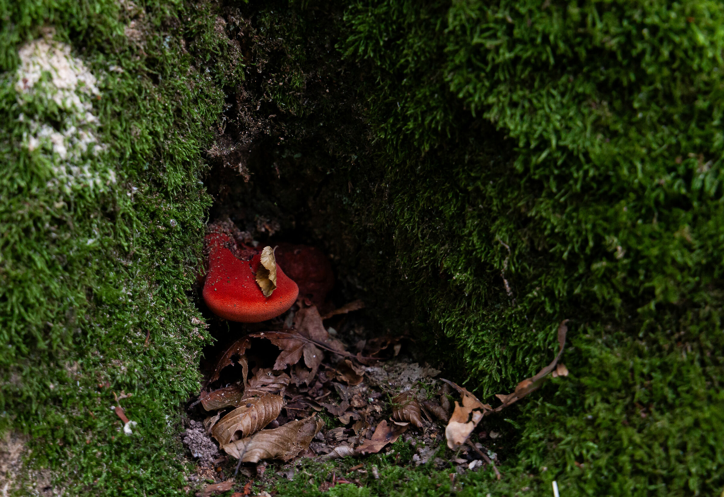 Fungus