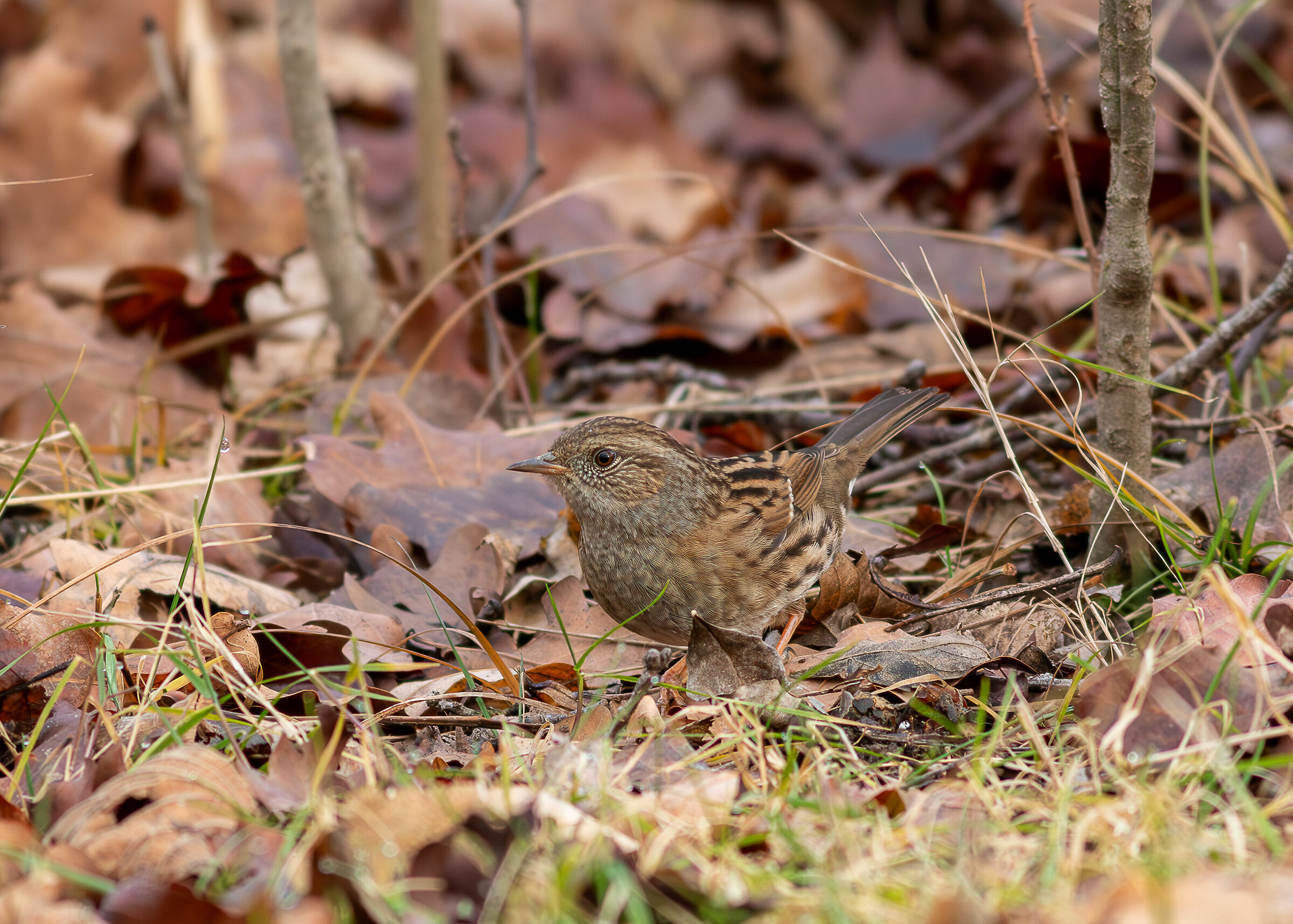 Dunnock