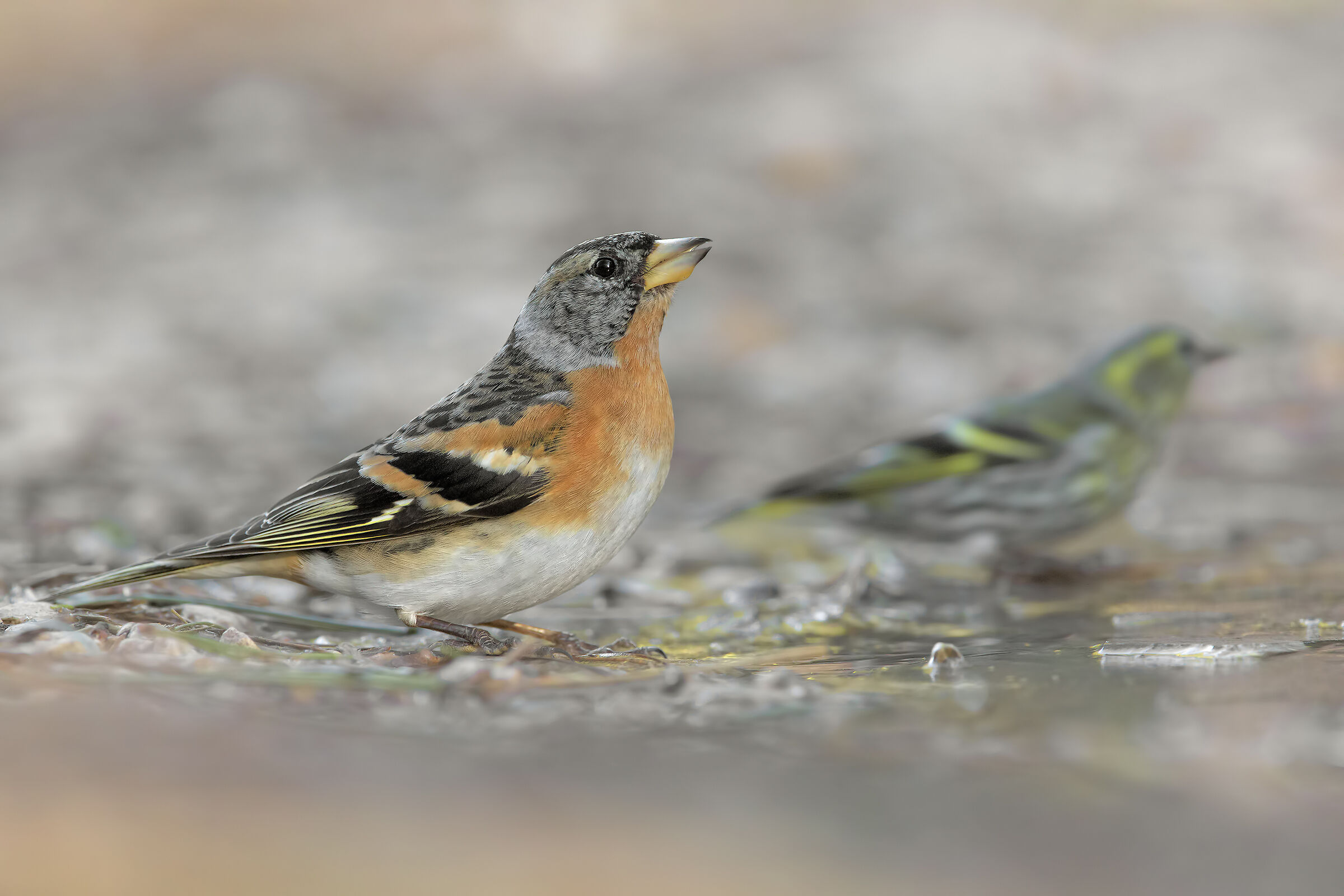 Peppola in abbeverata con Lucherino