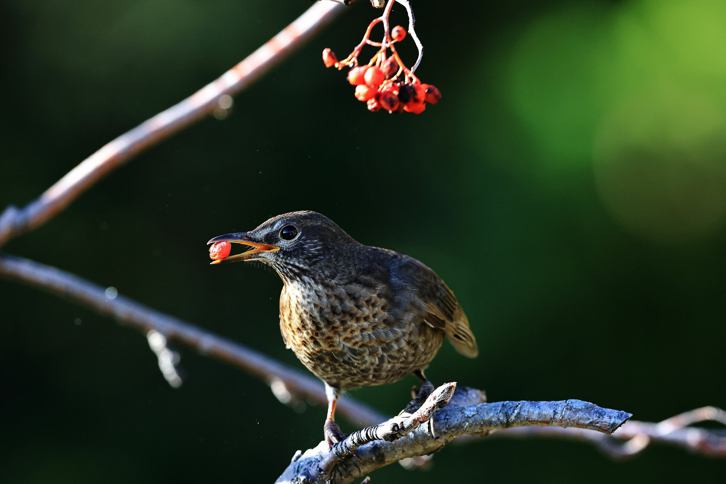 Merlo dal collare  ( giovane )