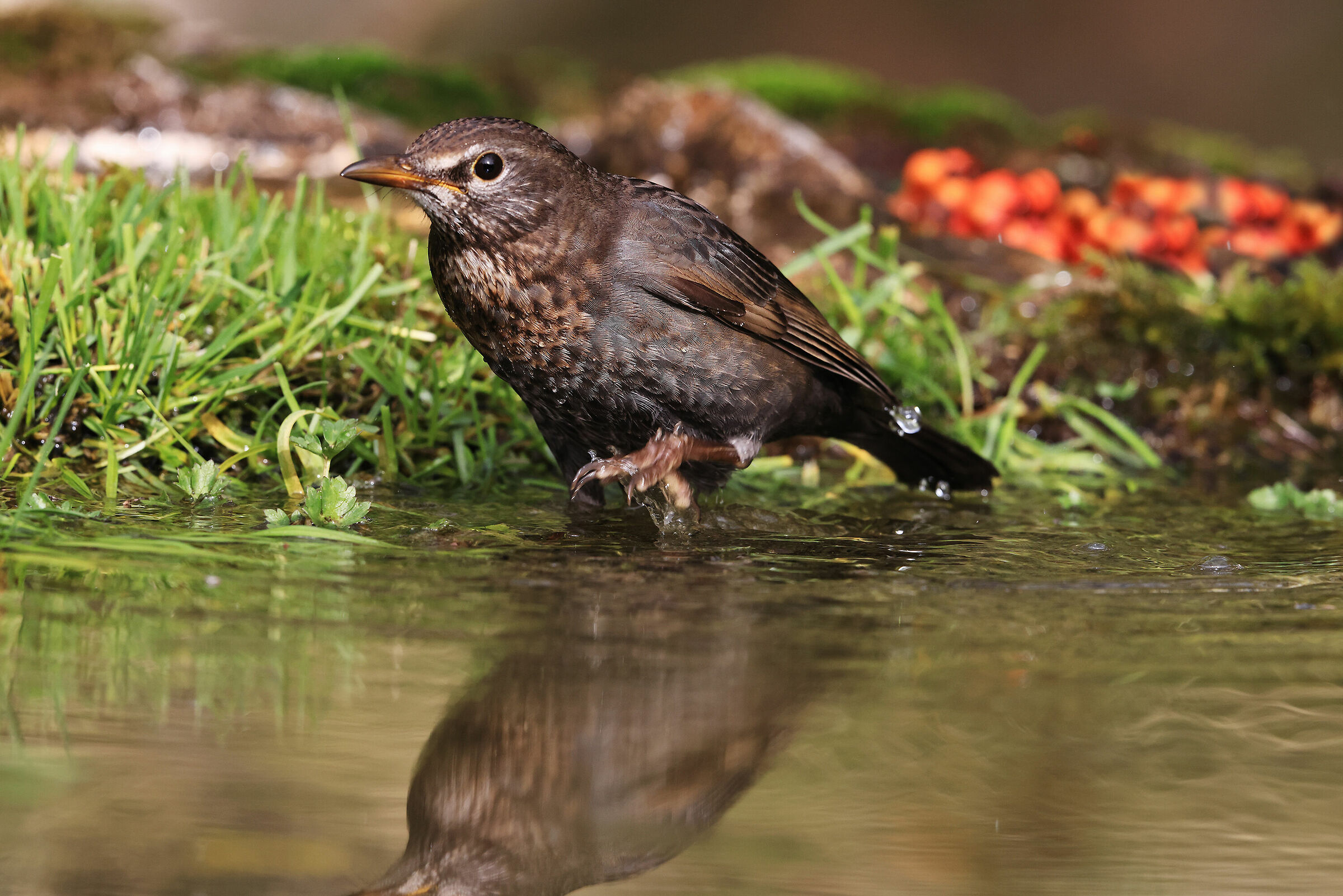 Merlo dal collare  ( giovane )