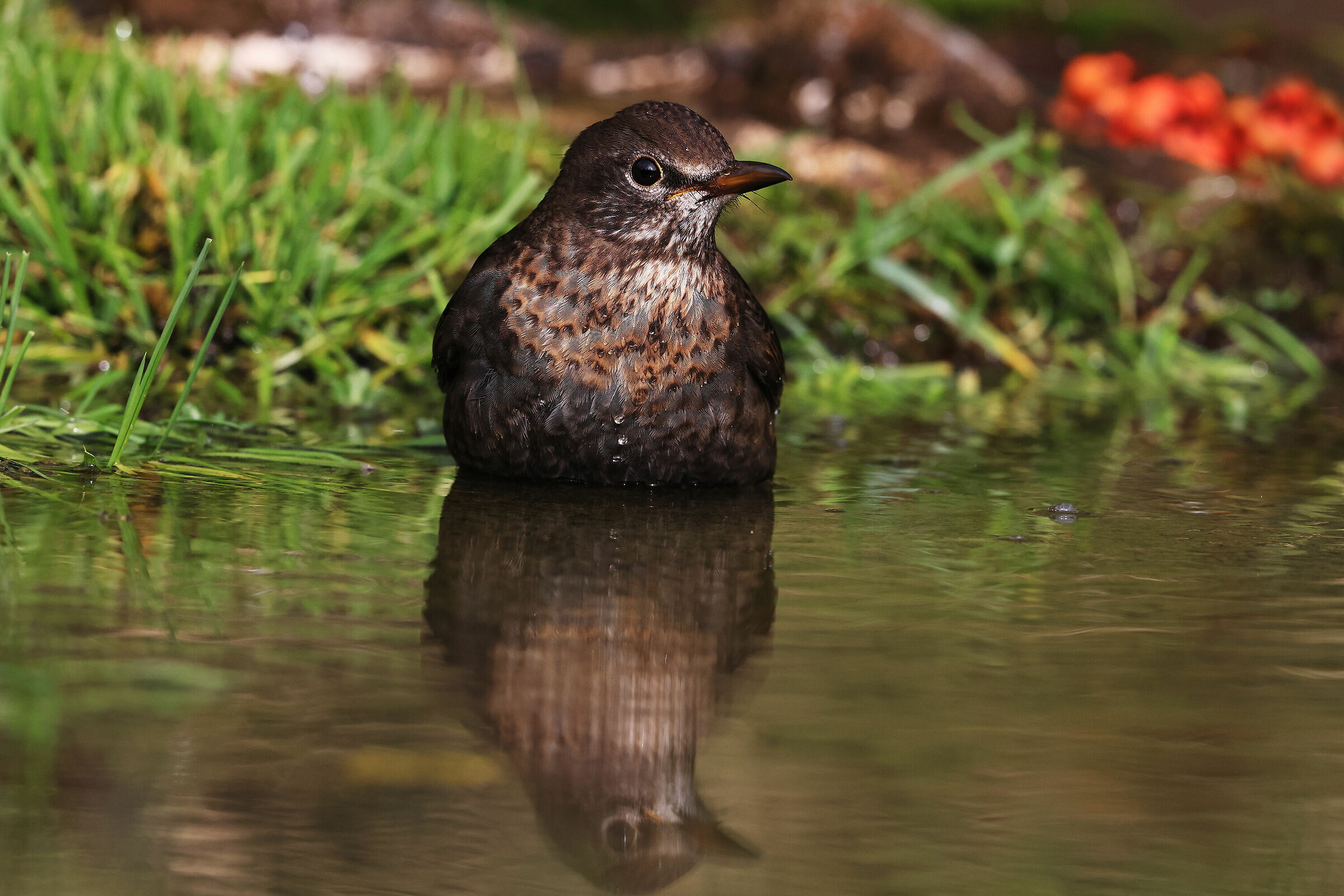 Merlo dal collare  ( giovane )