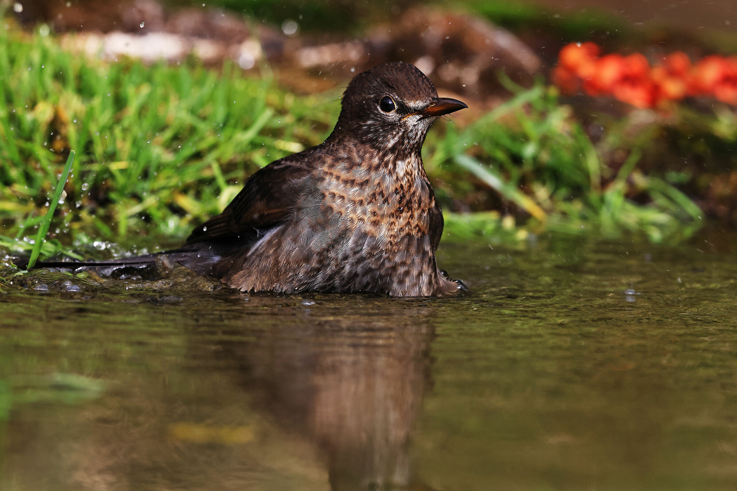 Merlo dal collare ( giovane )