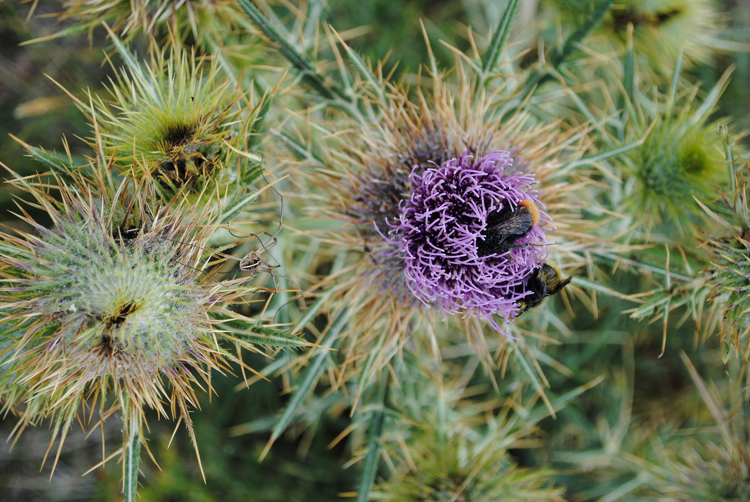 L'allegra combriccola
