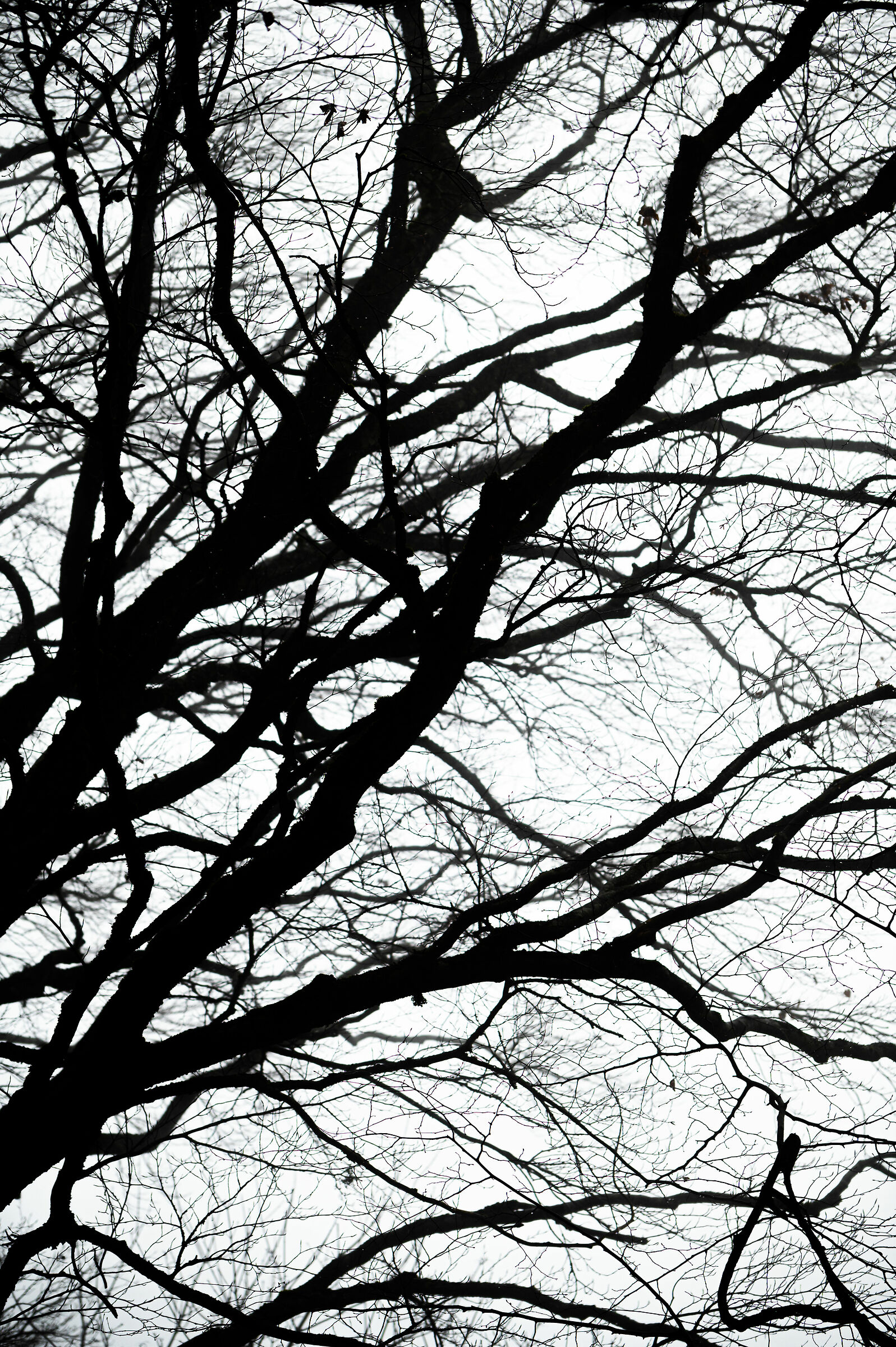 B&W Branches