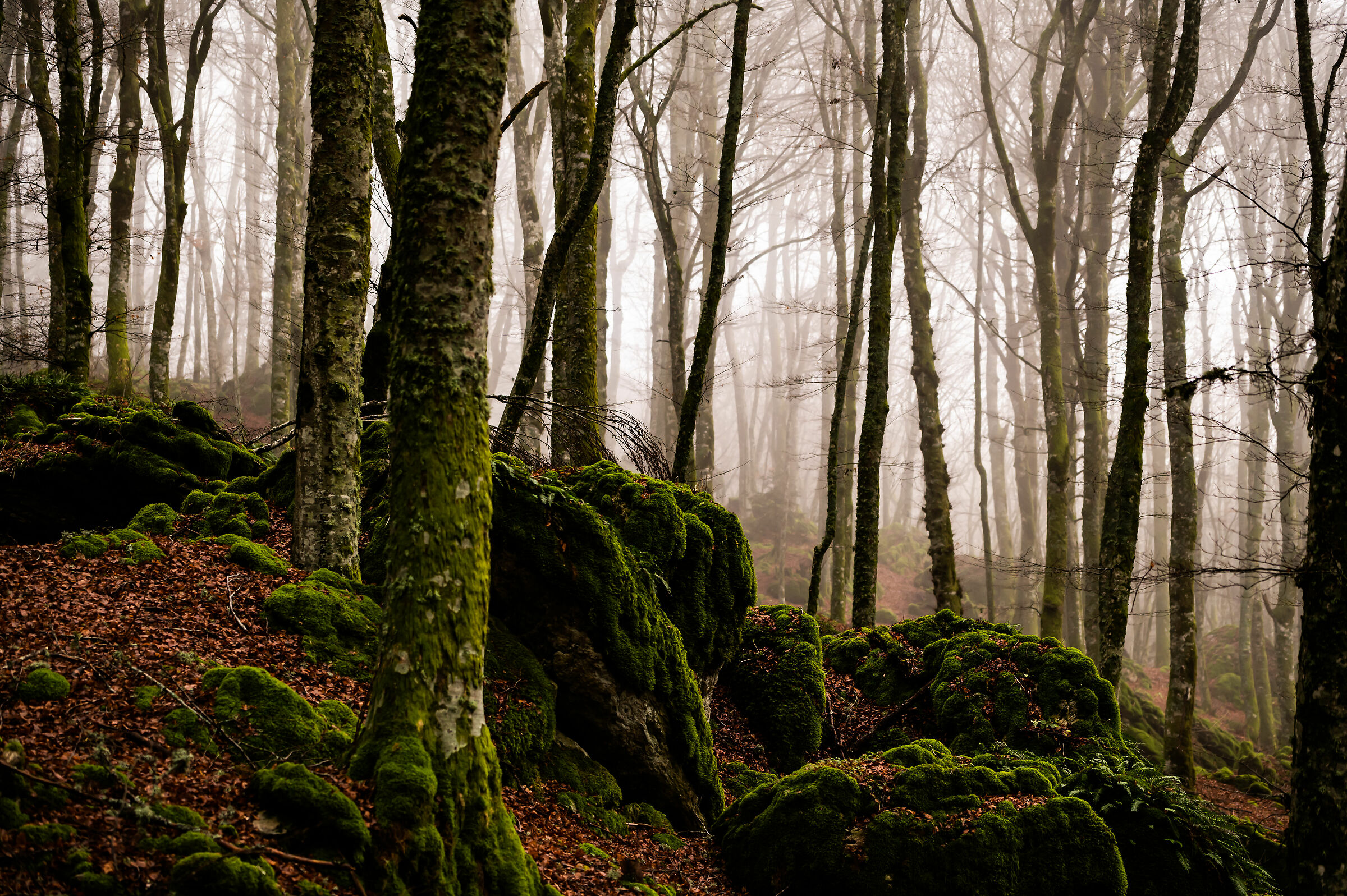 Foresta_1