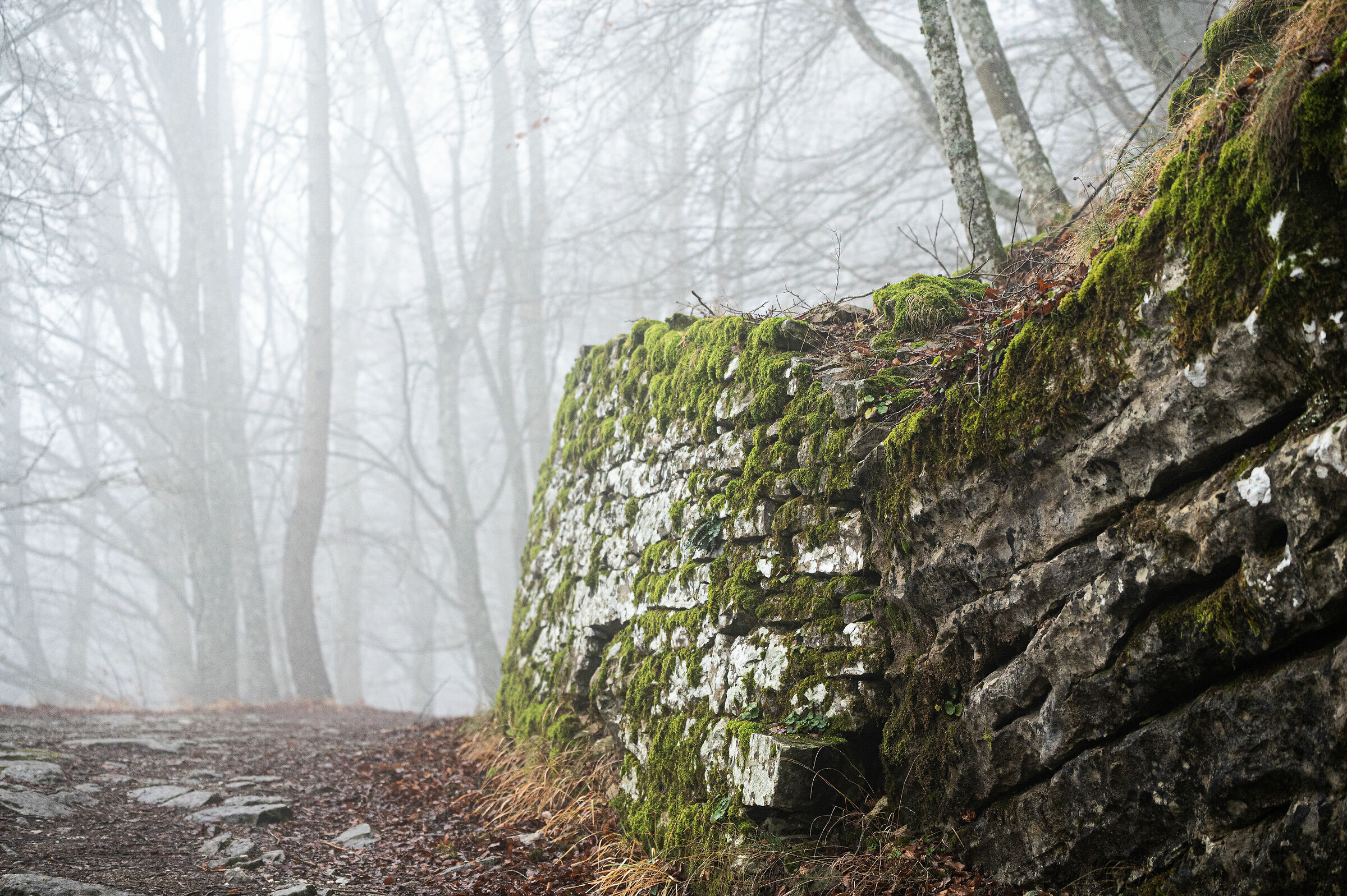 Foresta_2
