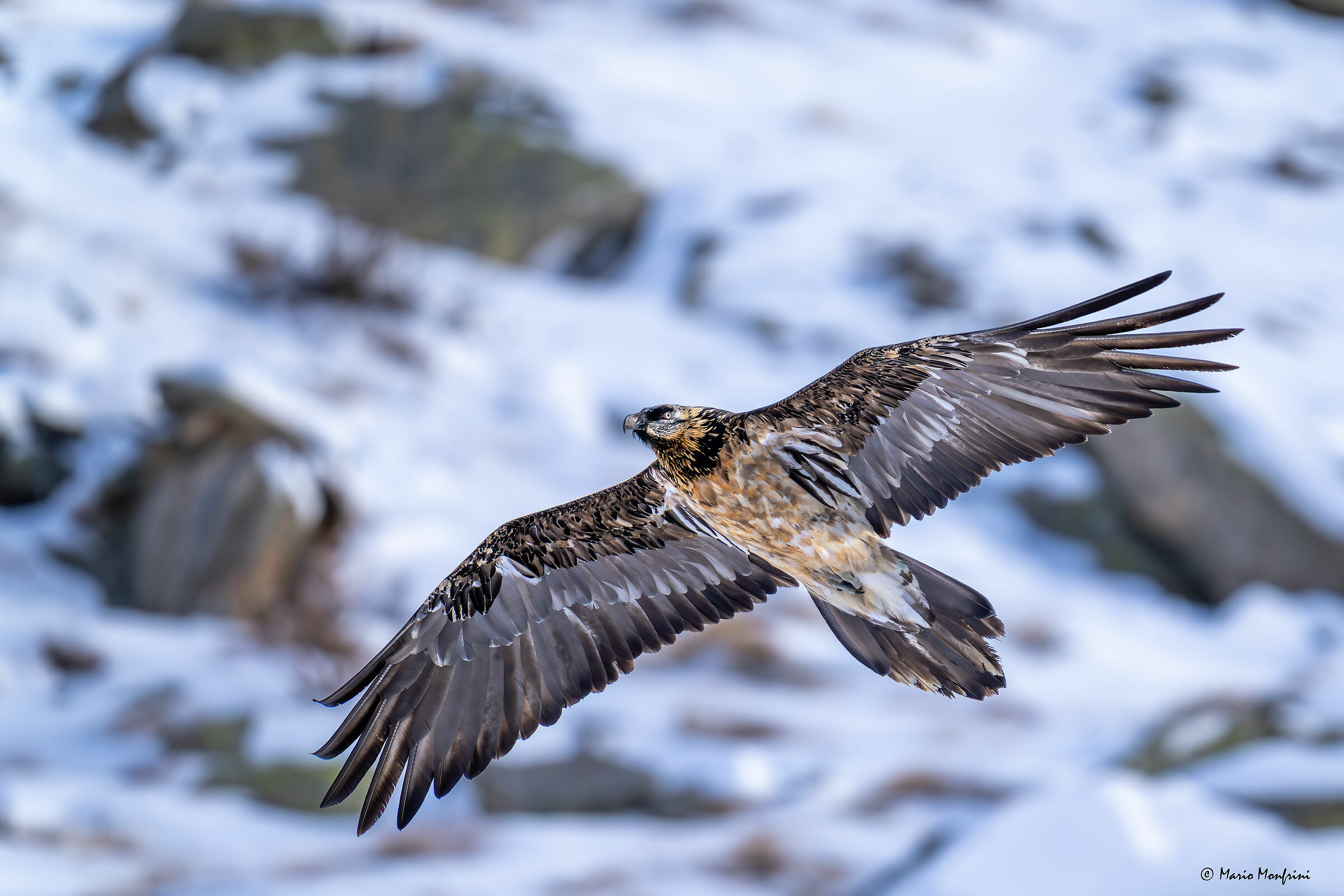 Bearded vulture with snowy background