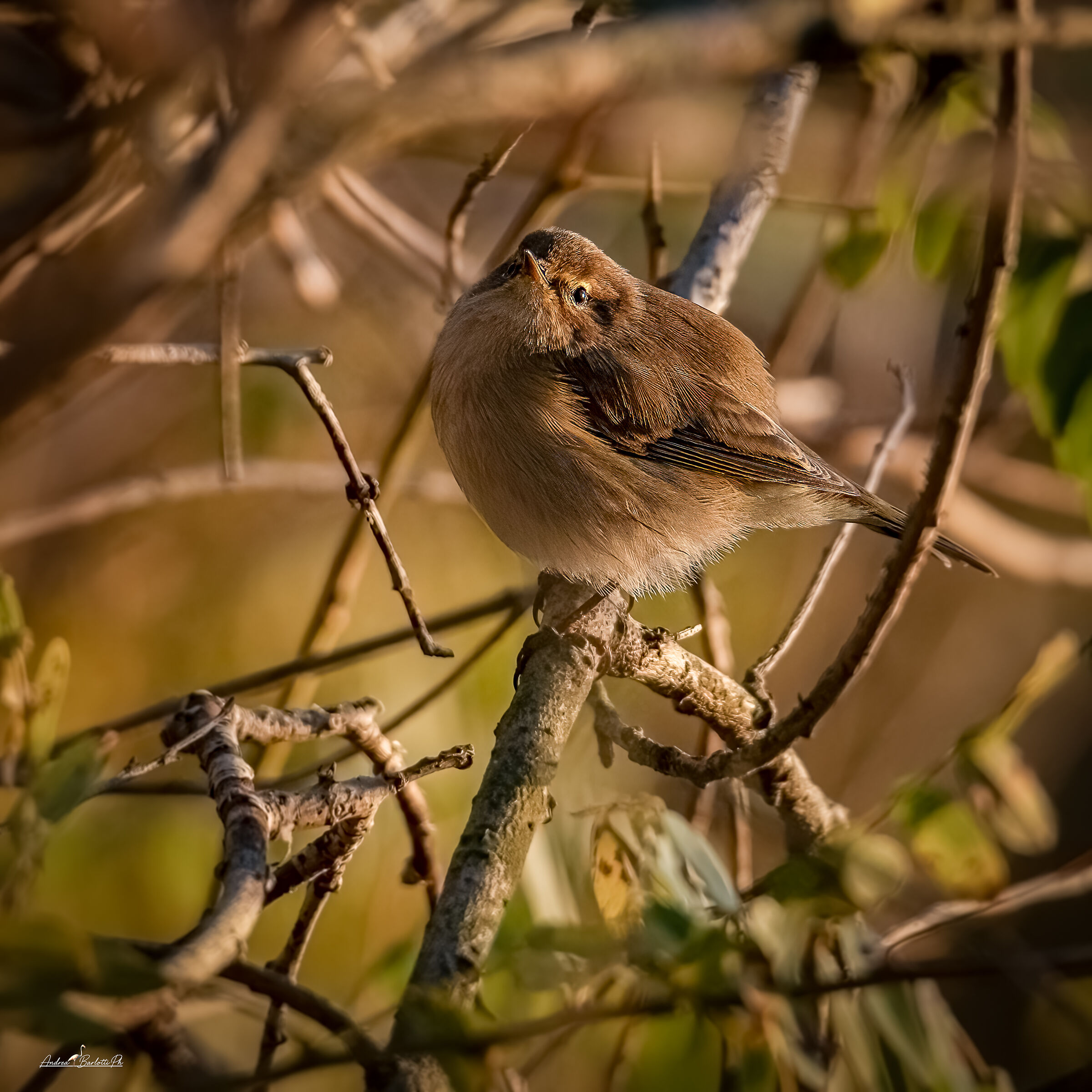 Chiffchaff