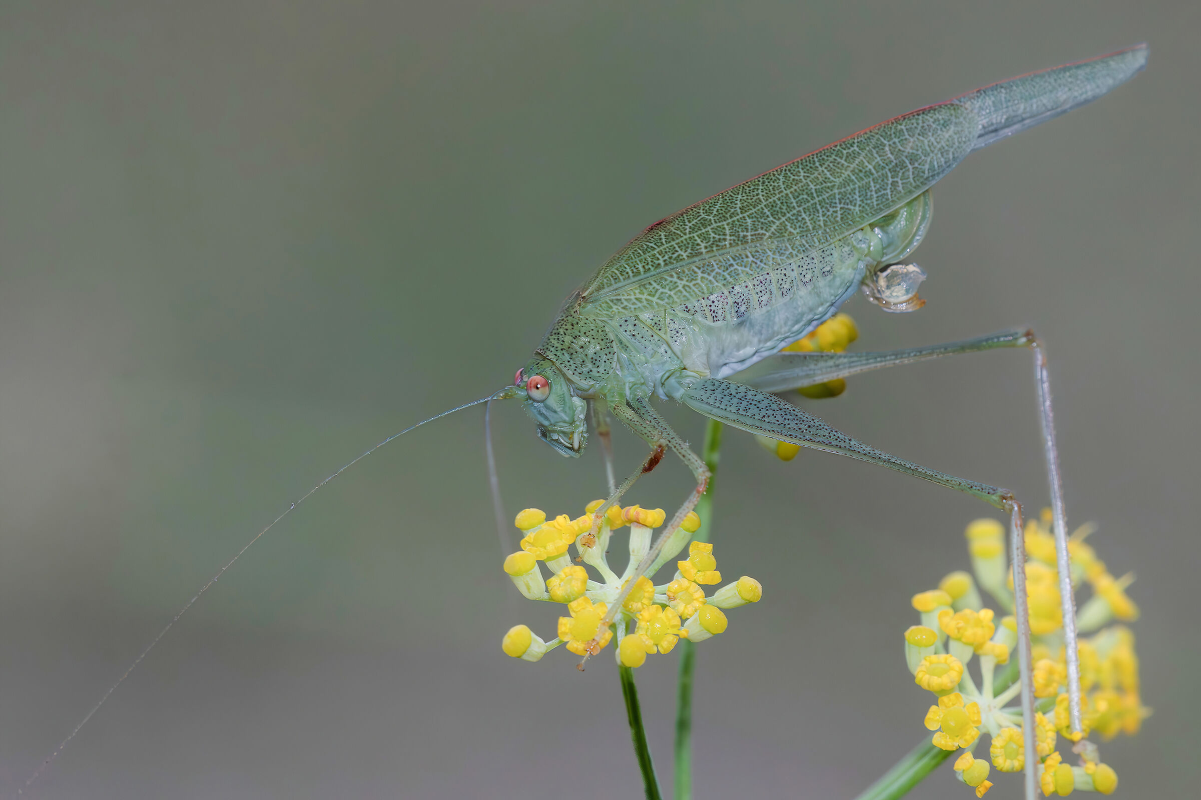 Phaneroptera sp. z o.o.