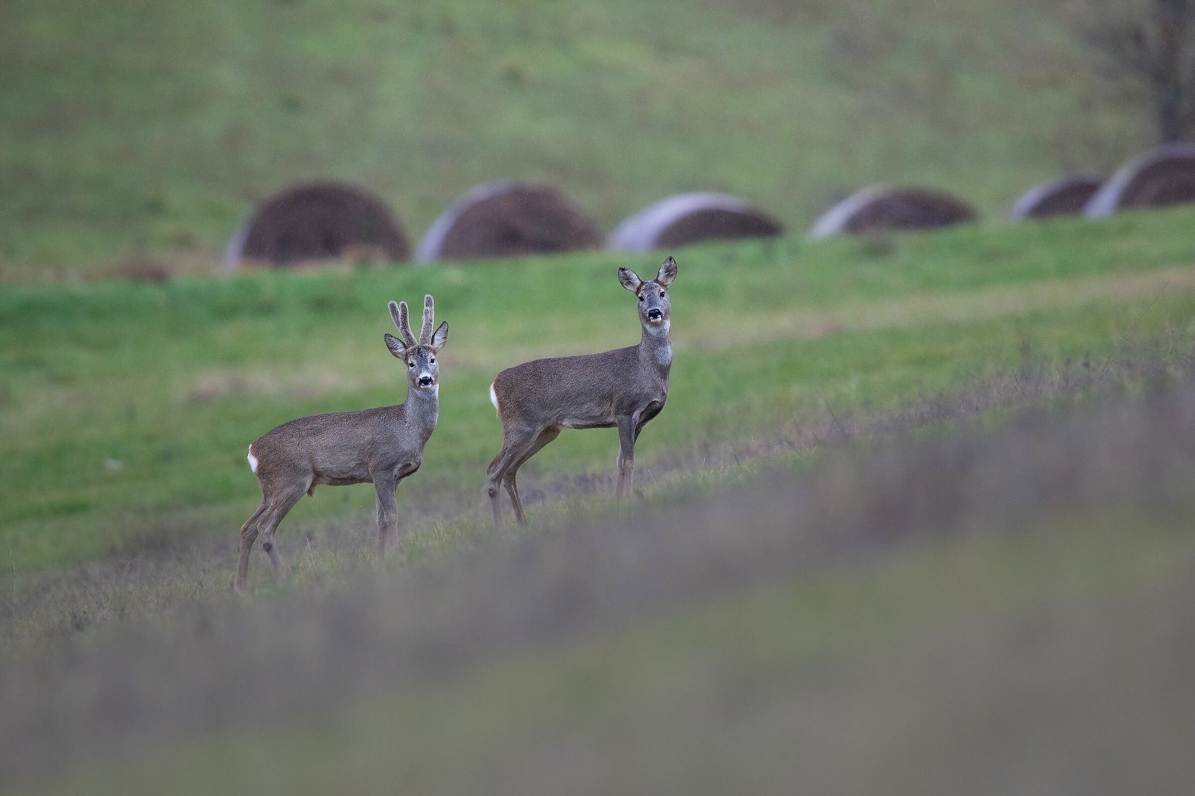 Lui e Lei sotto la pioggia