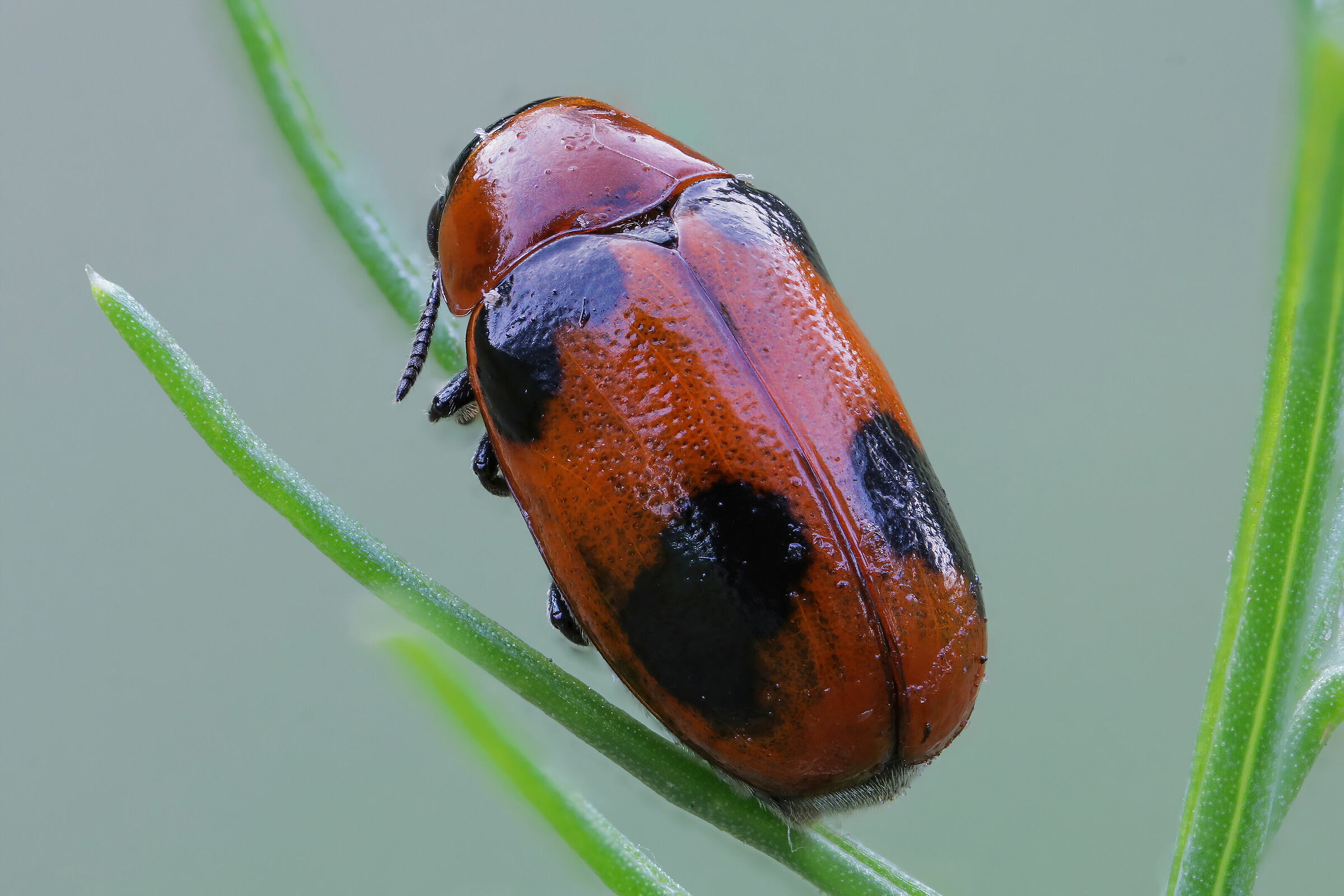 Coptocephala scopolina