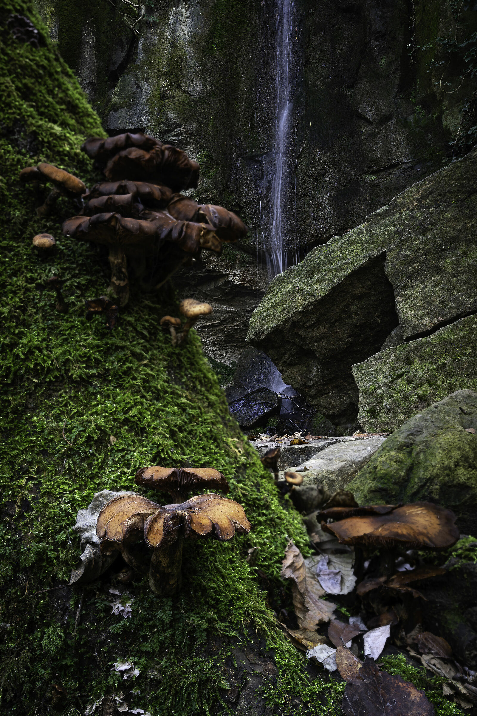 Funghi nella foresta