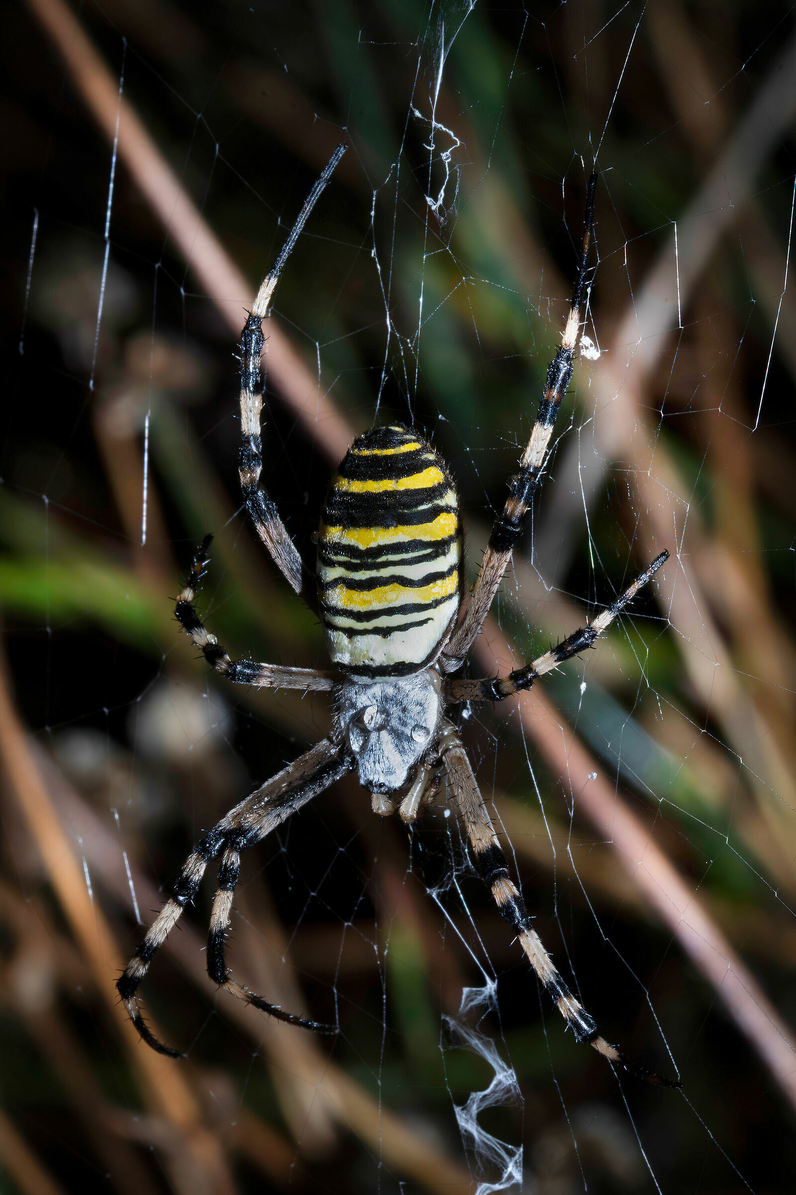 Argiope bruennichi