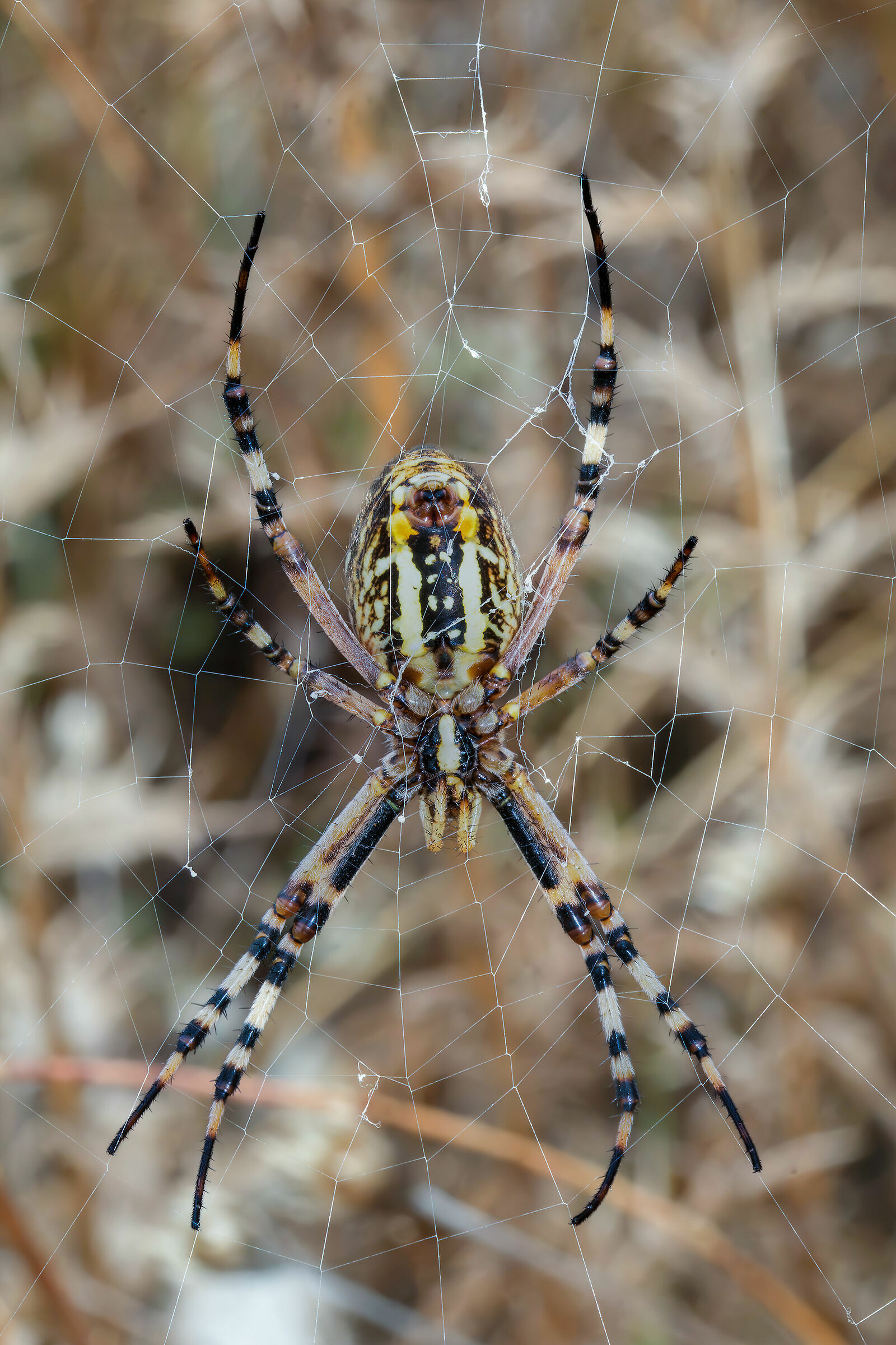 Argiope bruennichi