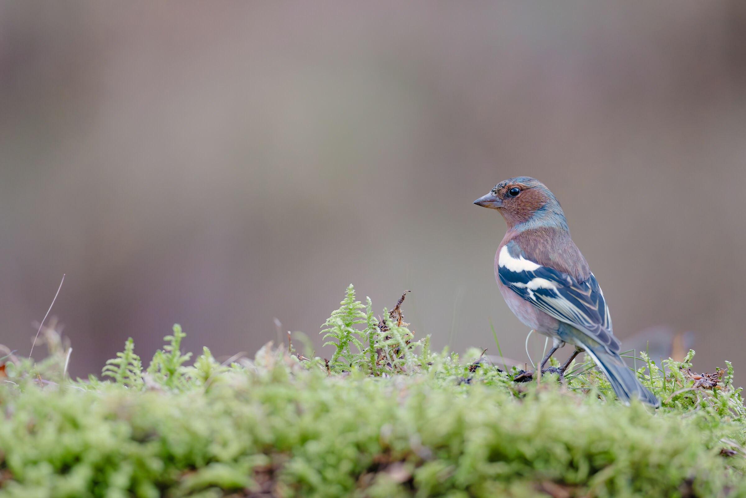 Chaffinch