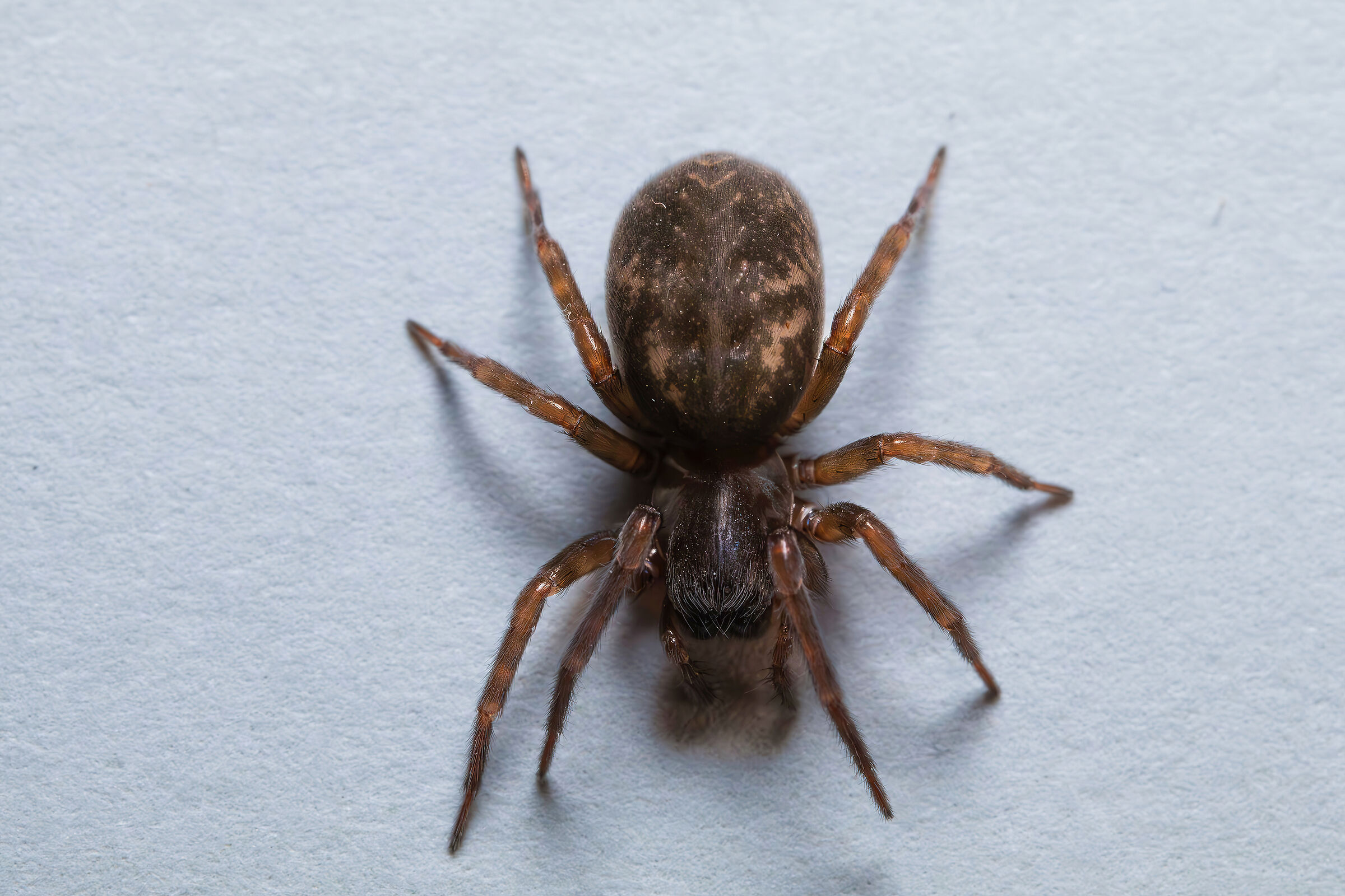 Amaurobiidae sp. z o.o.