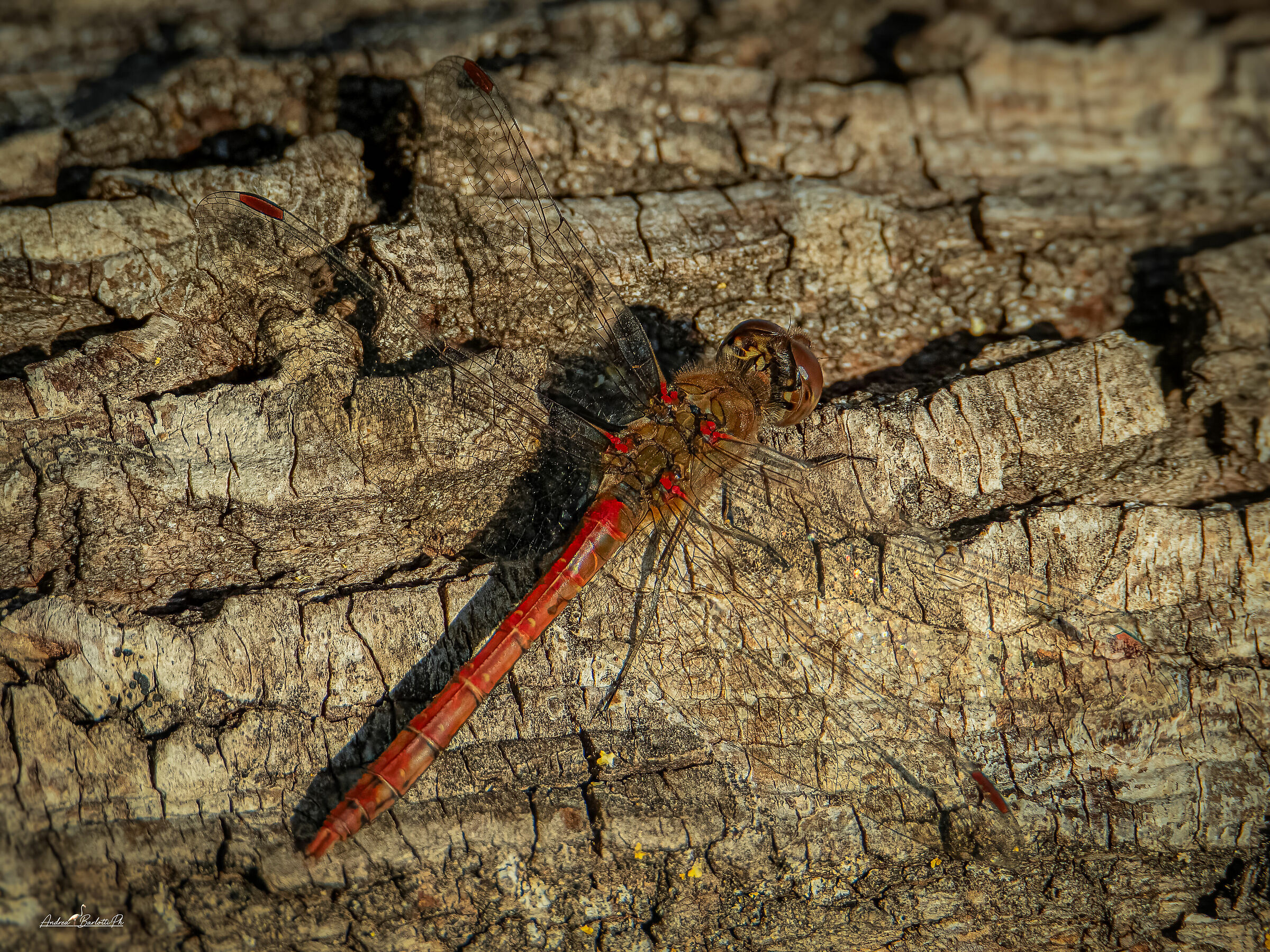 Sympetrum striolatum m.