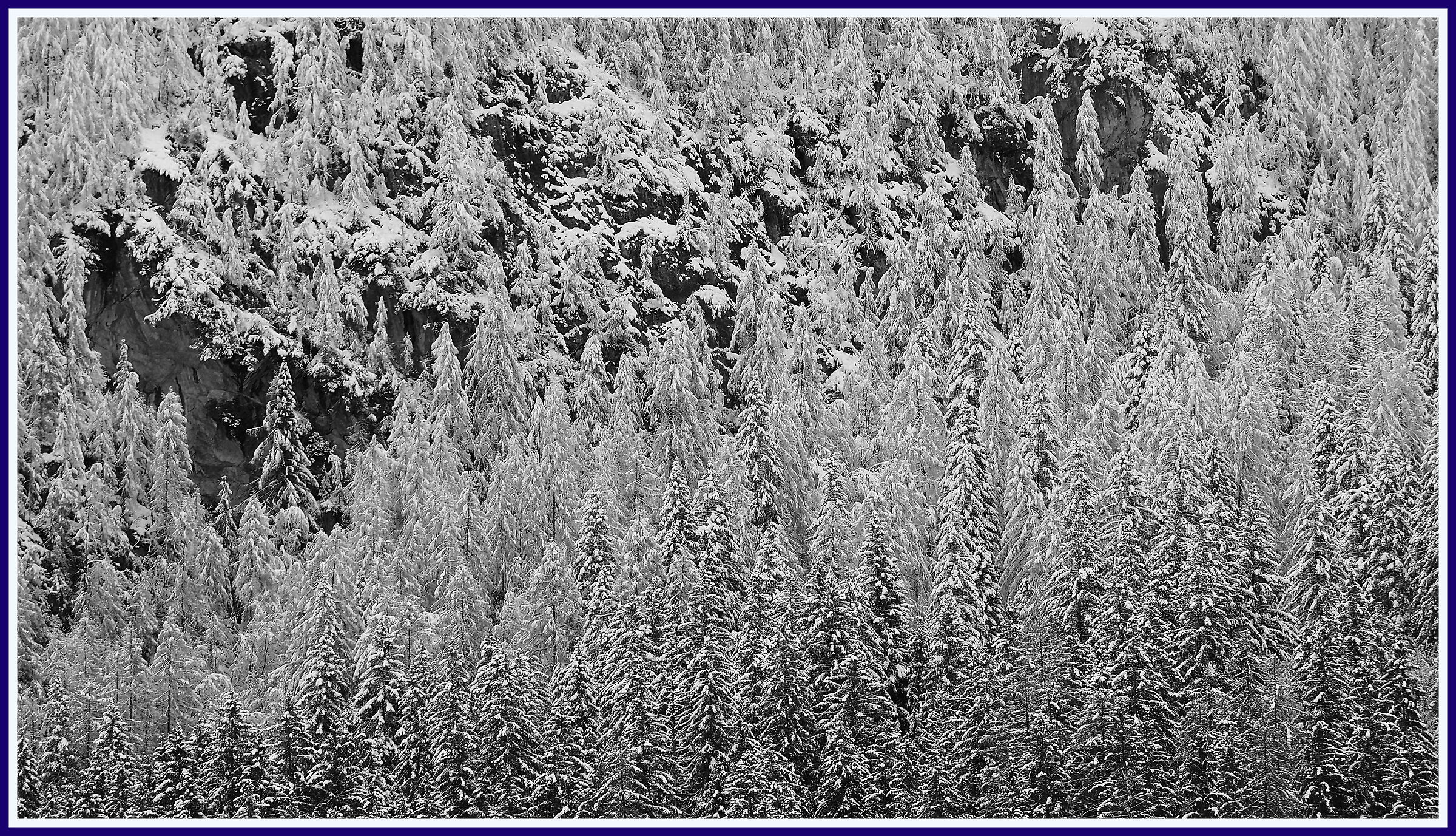 Assembramento forestale