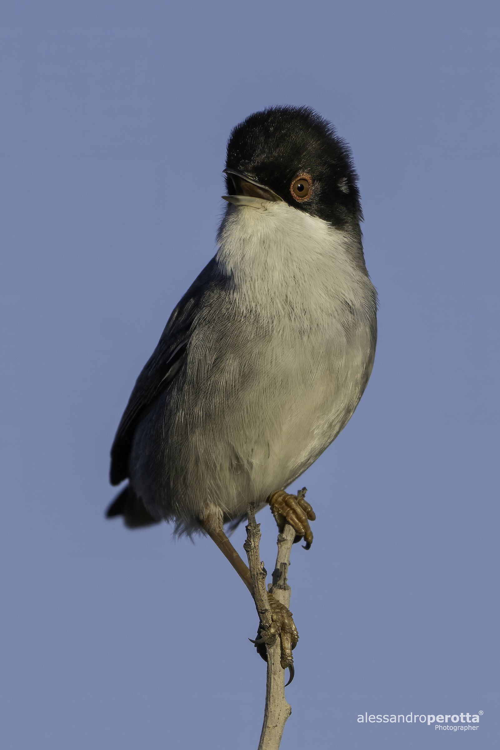 Sylvia melanocephala (Occhiocotto)