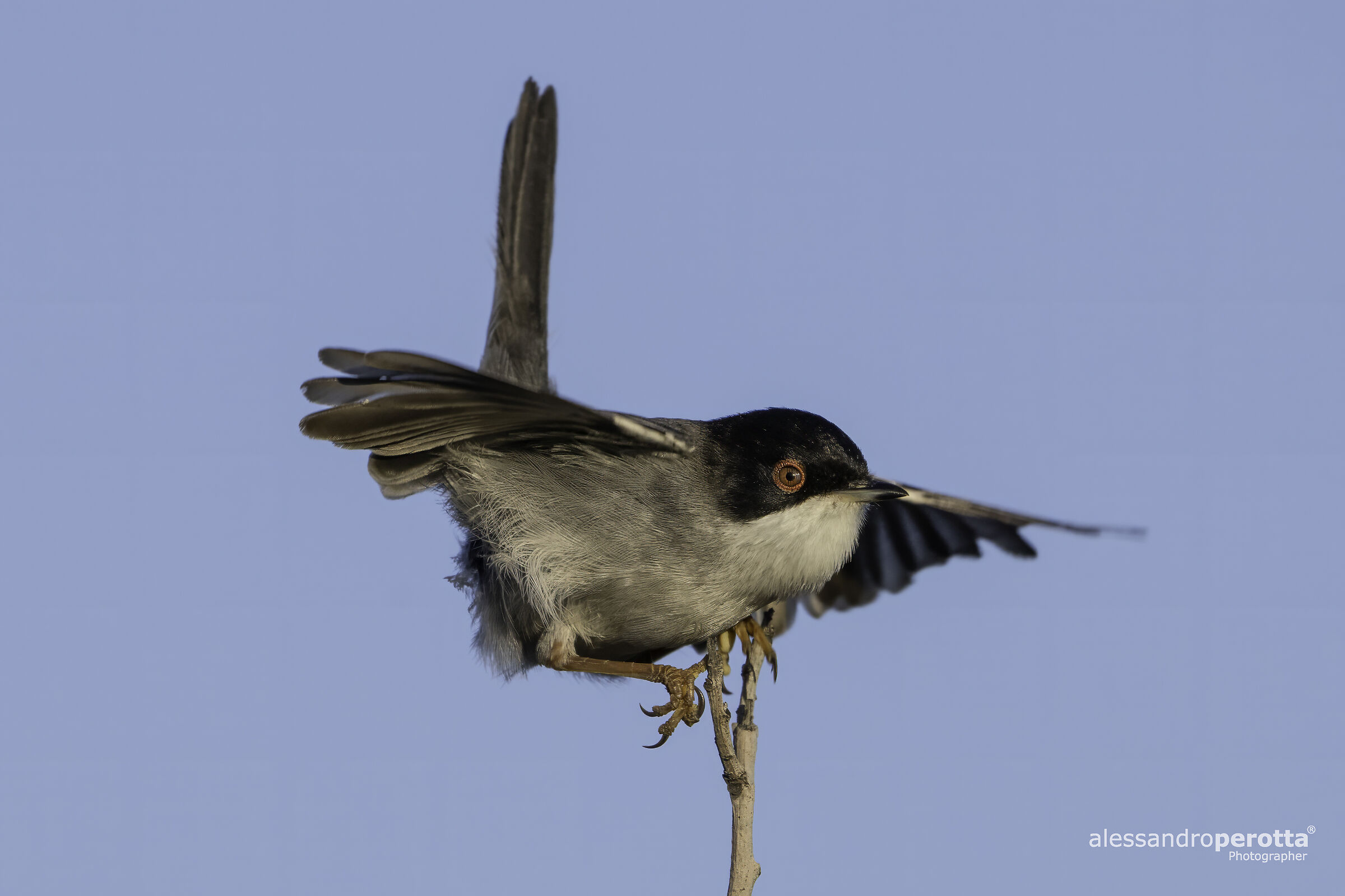 Sylvia melanocephala (Occhiocotto)