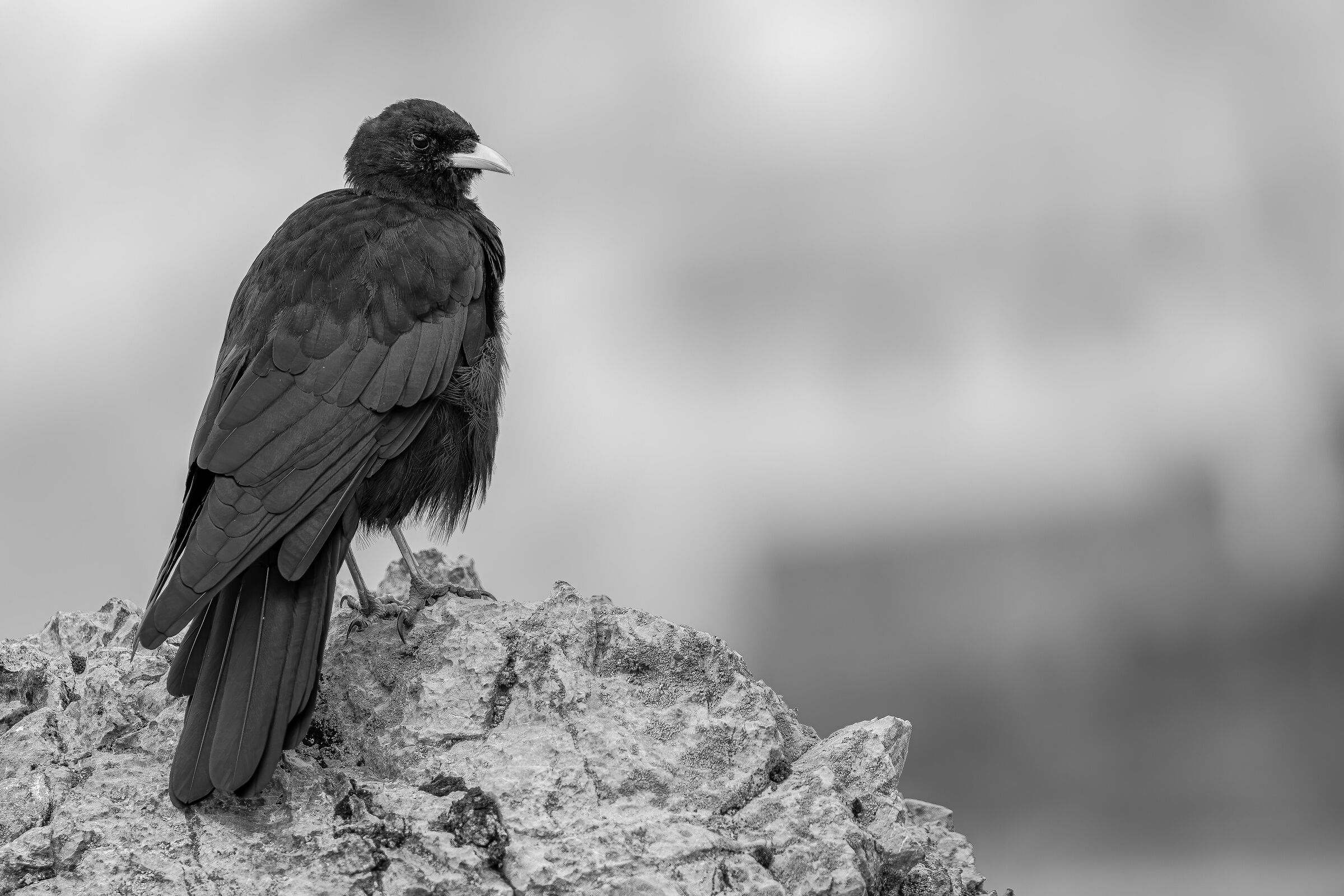 Ritratto in bianco e nero