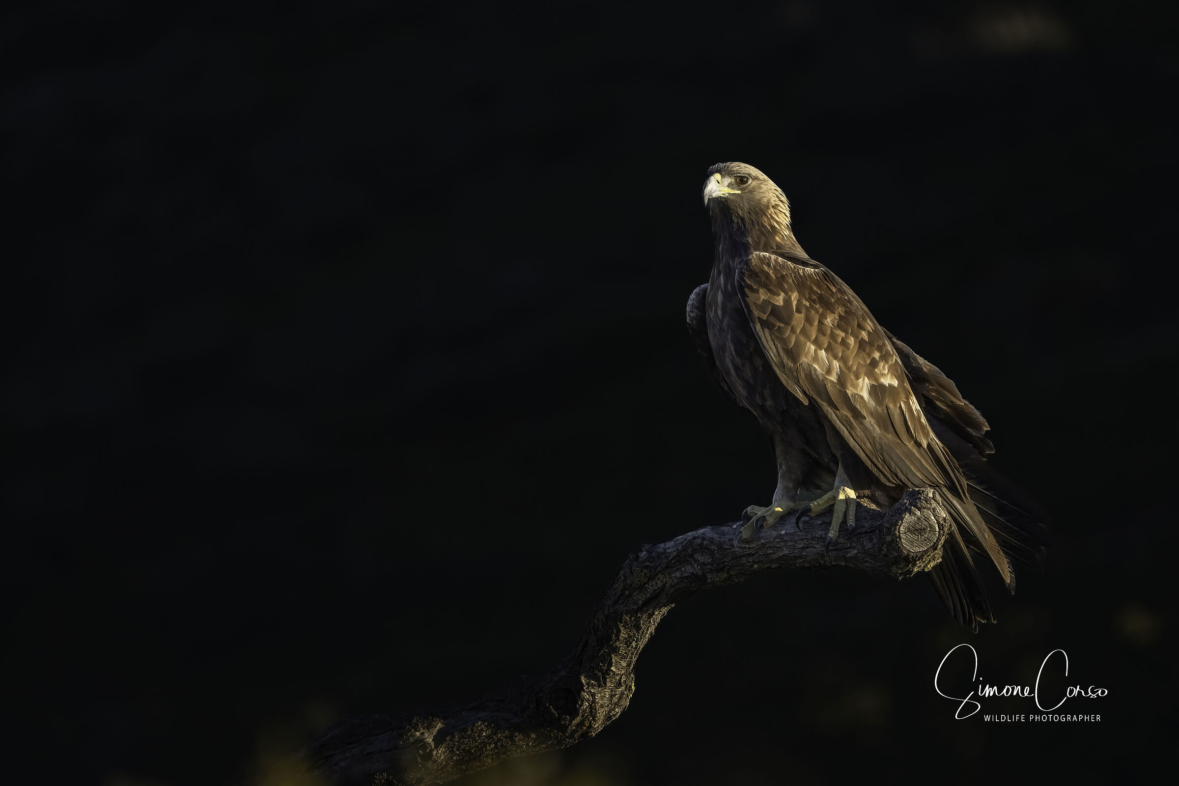 Aquila Reale in light