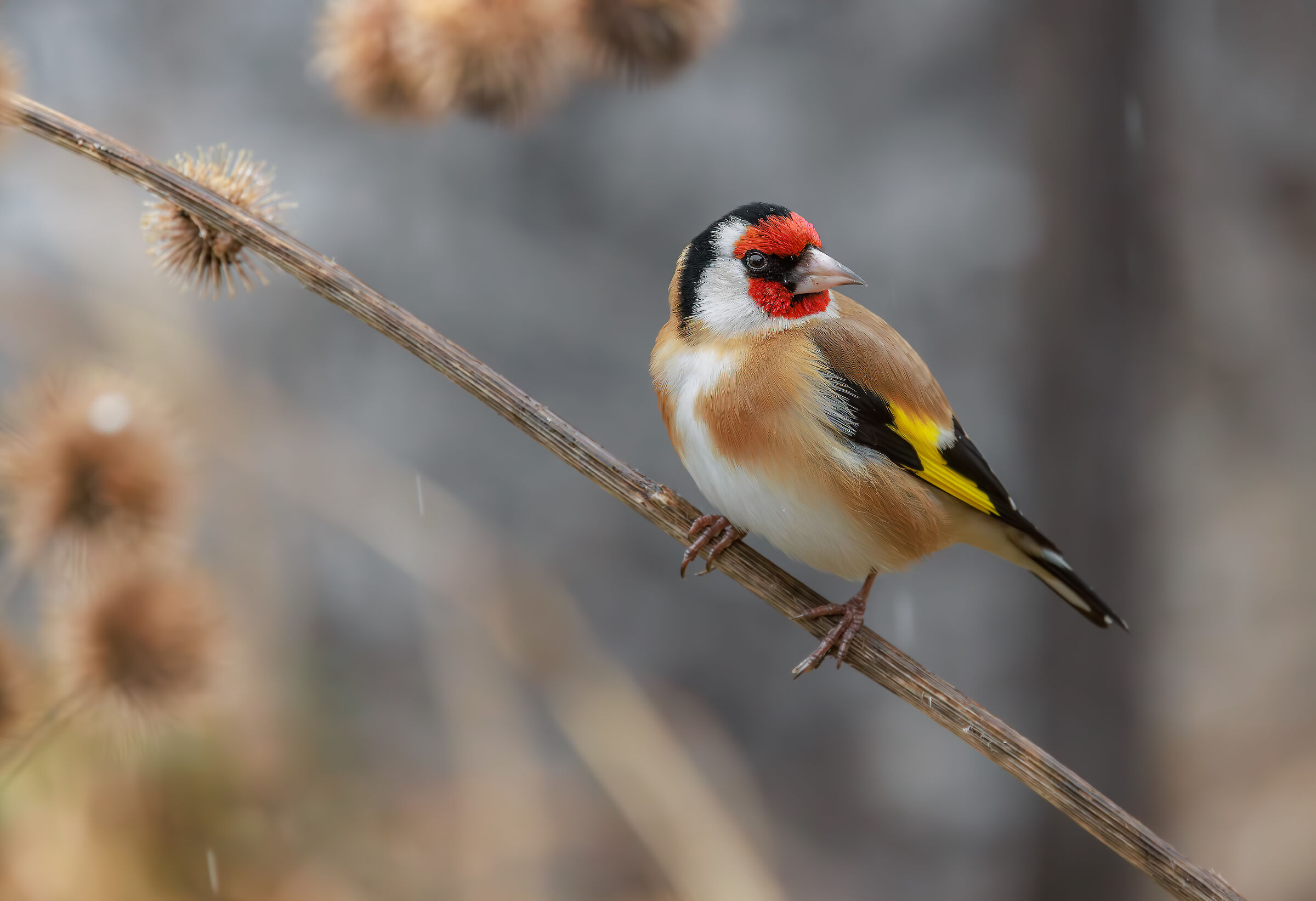 Goldfinch