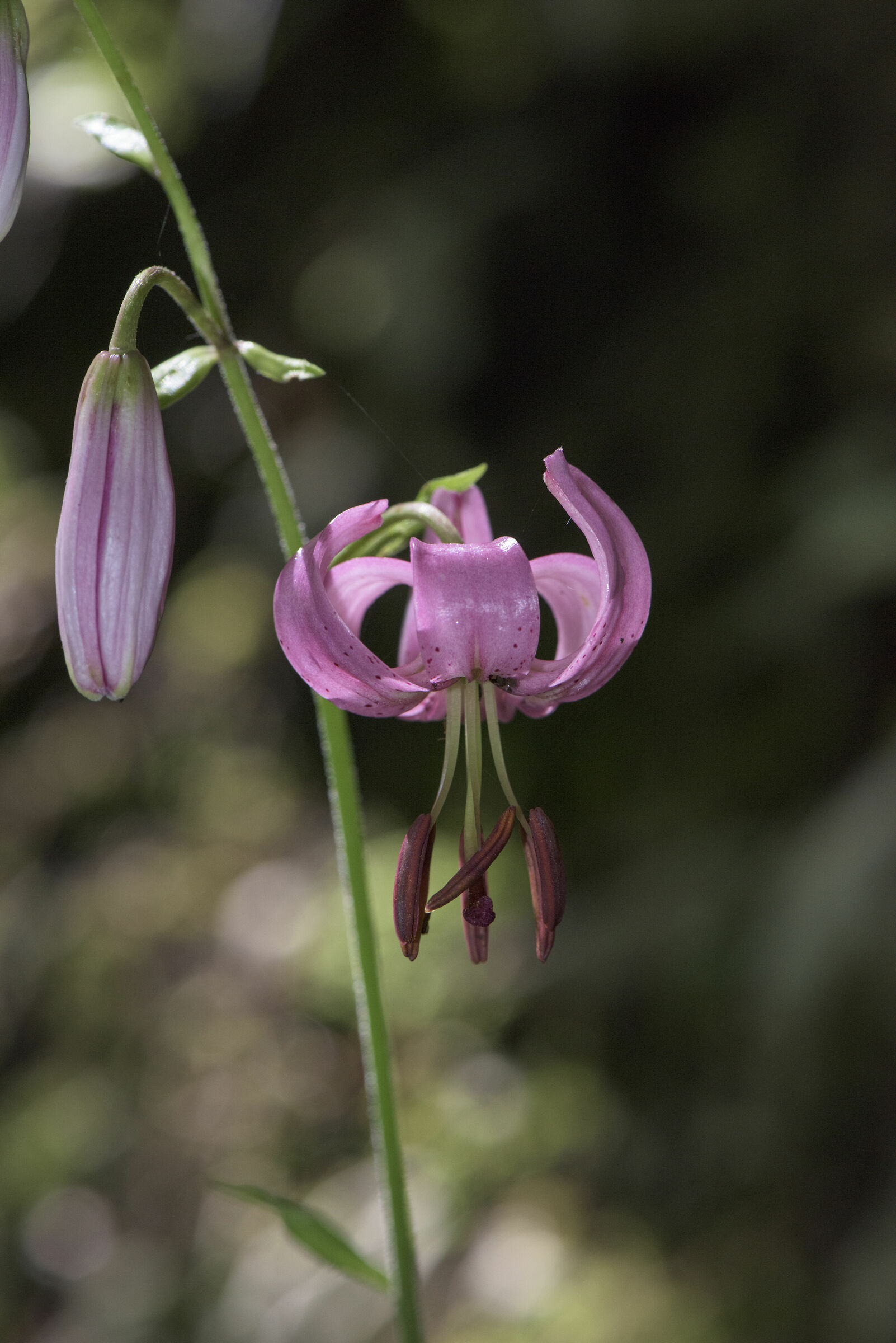 Martagon Lily