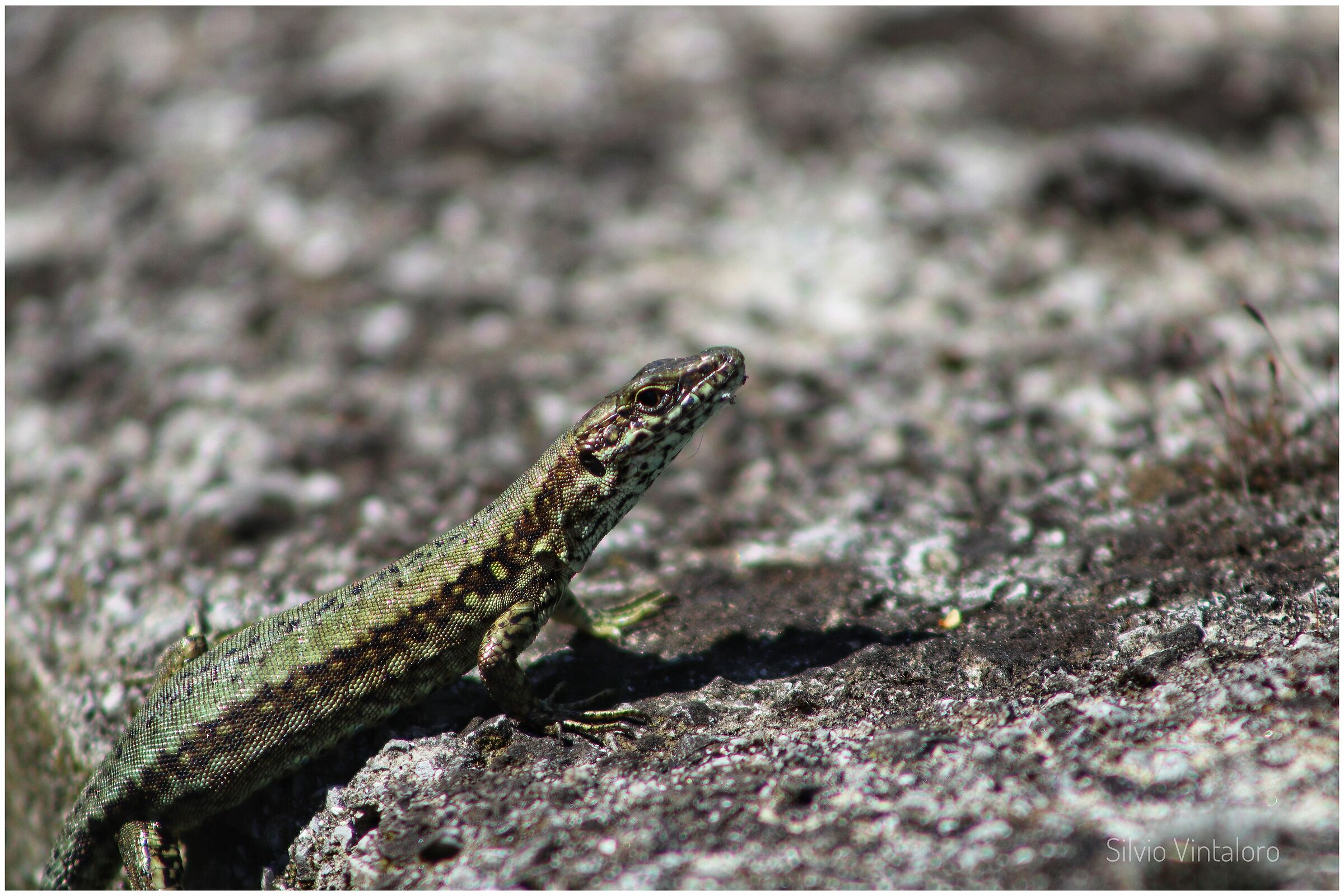 Lizard, Valpolcevera