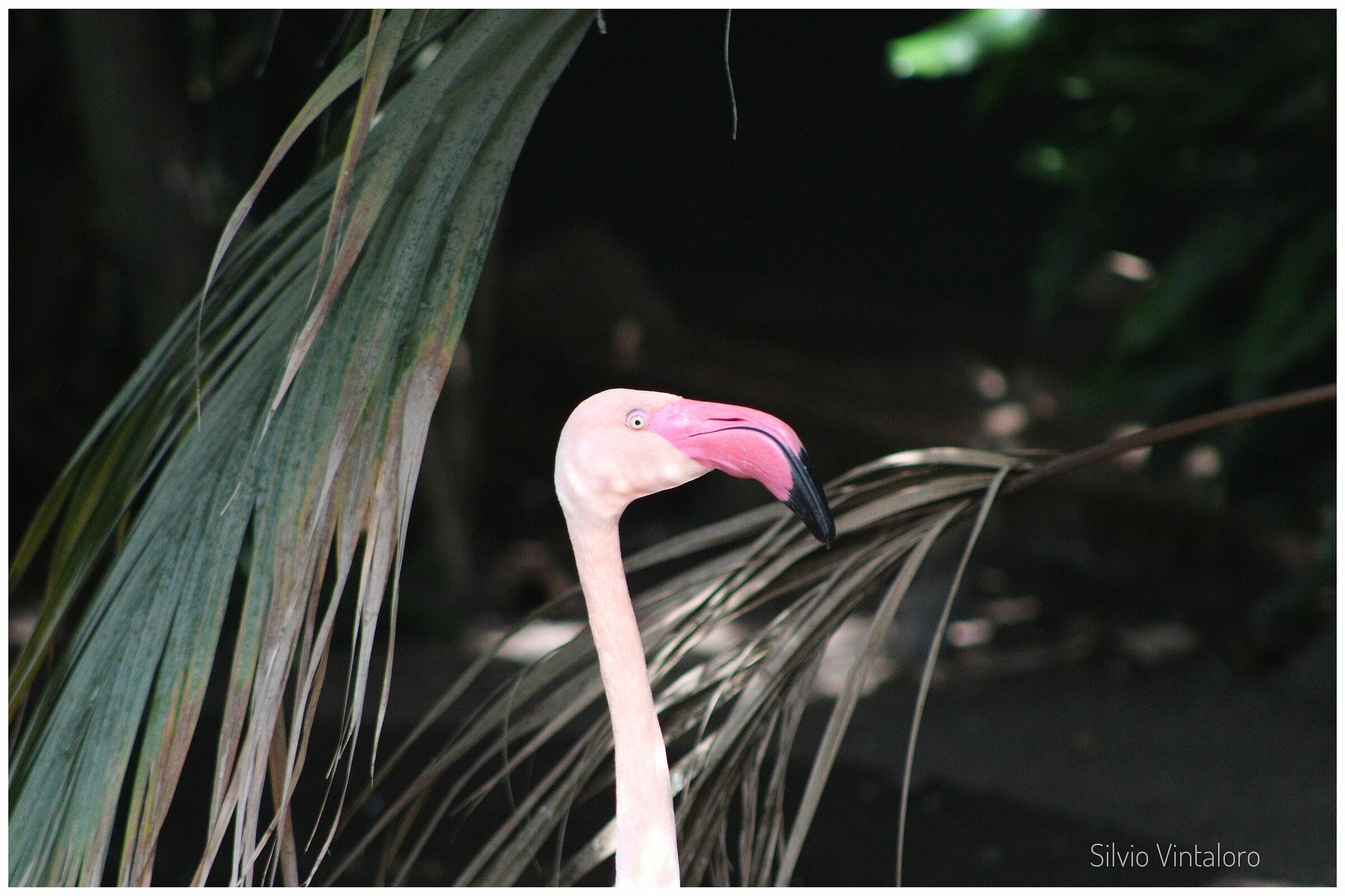 Pink flamingo