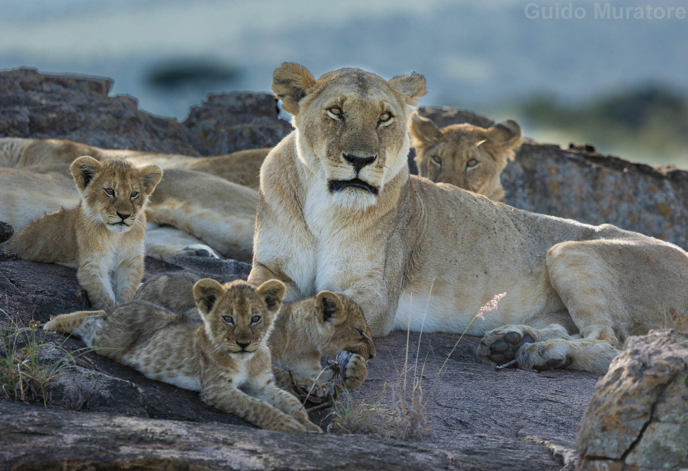 Lion family