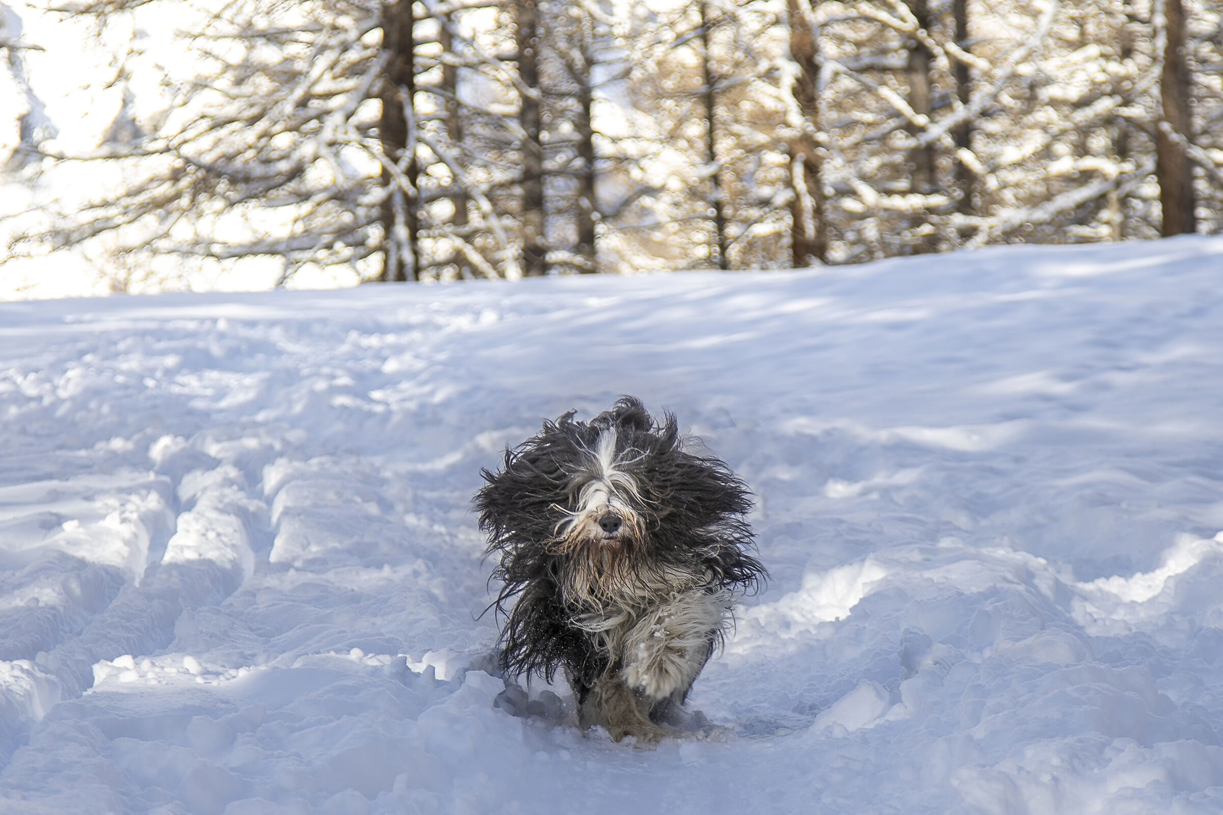 Corsa nella neve
