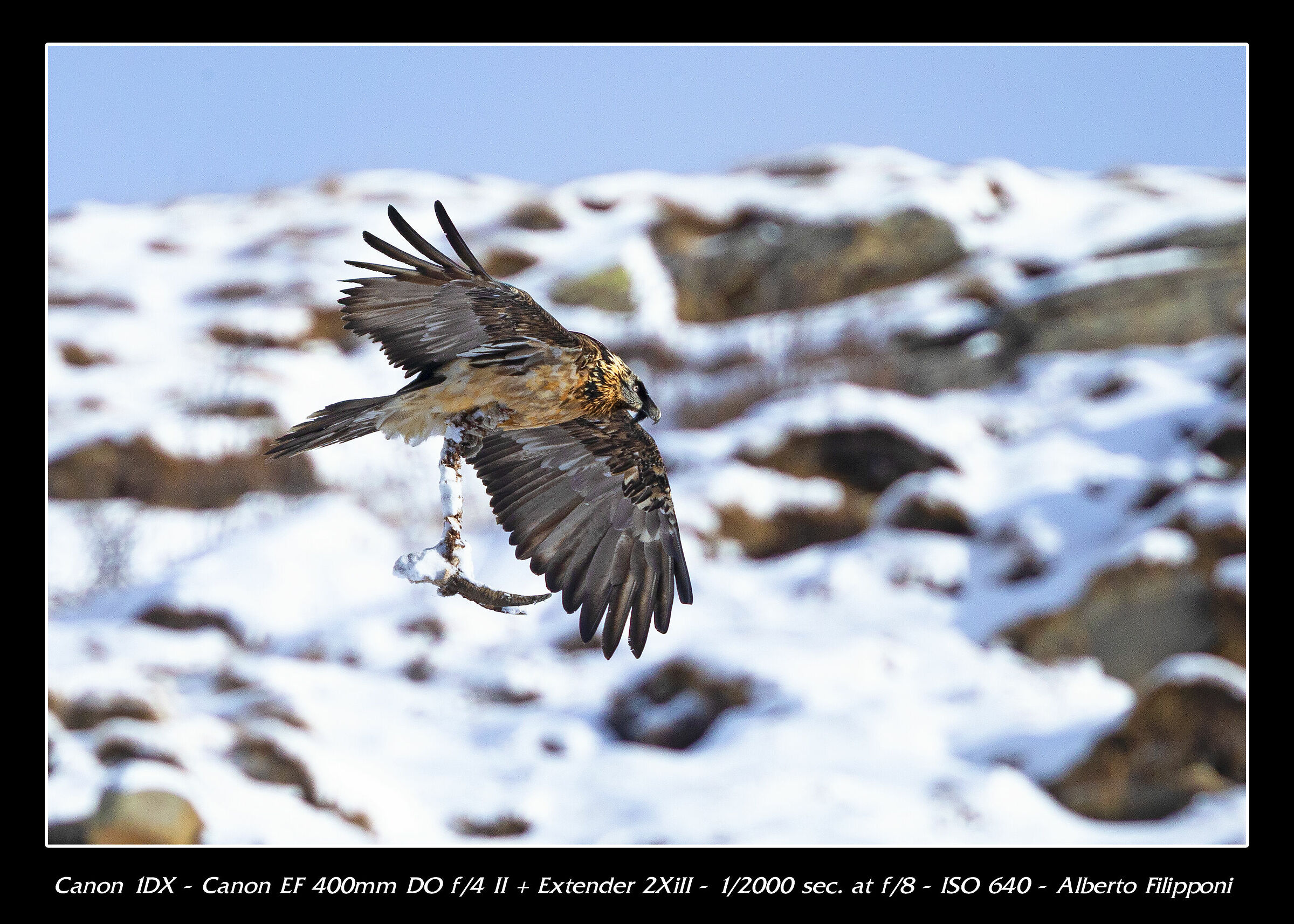 Gipeto con testa di stambecco