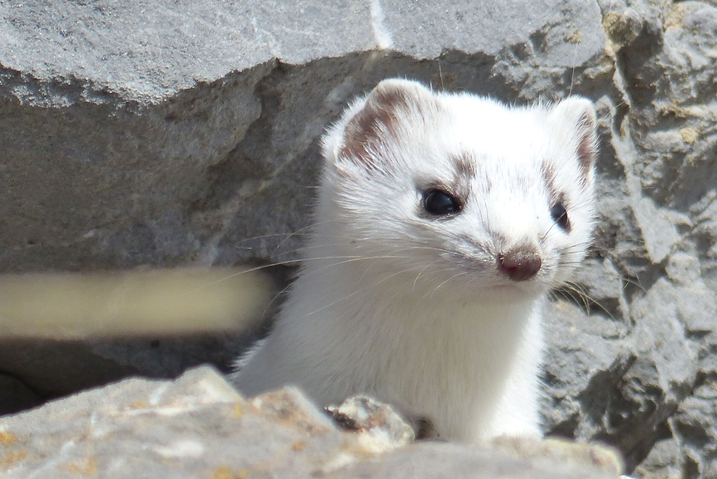 winter ermine