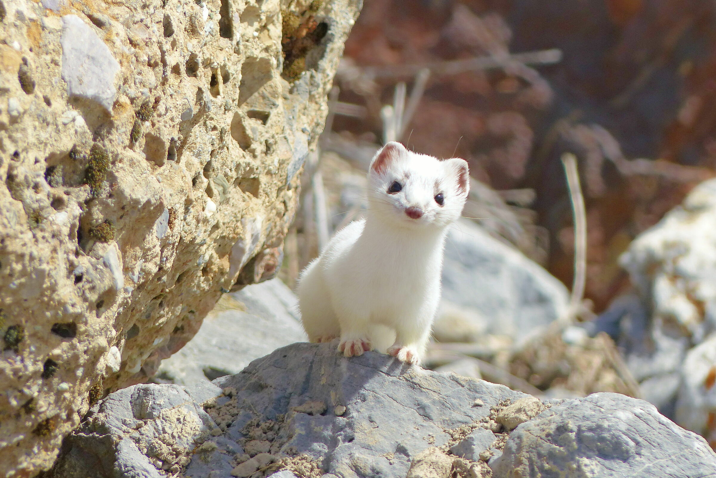 winter ermine