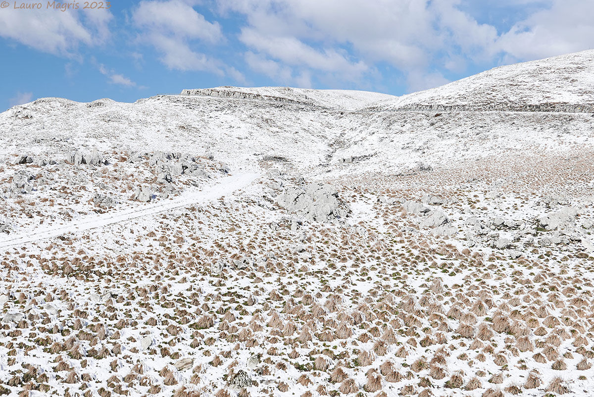 Una miriade di ciuffi