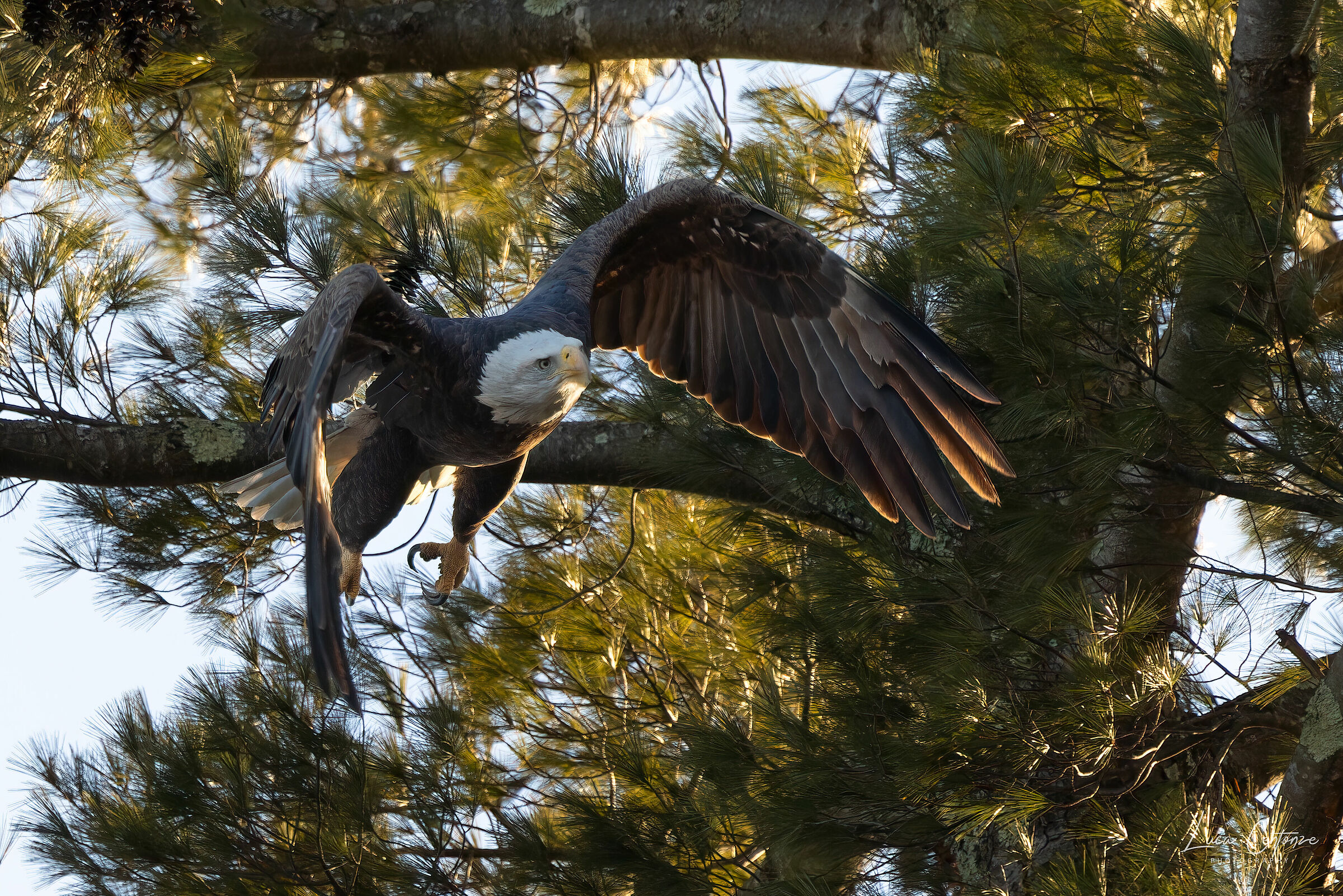 Bald Eagle (Haliaeetus leucocephalus) in decollo