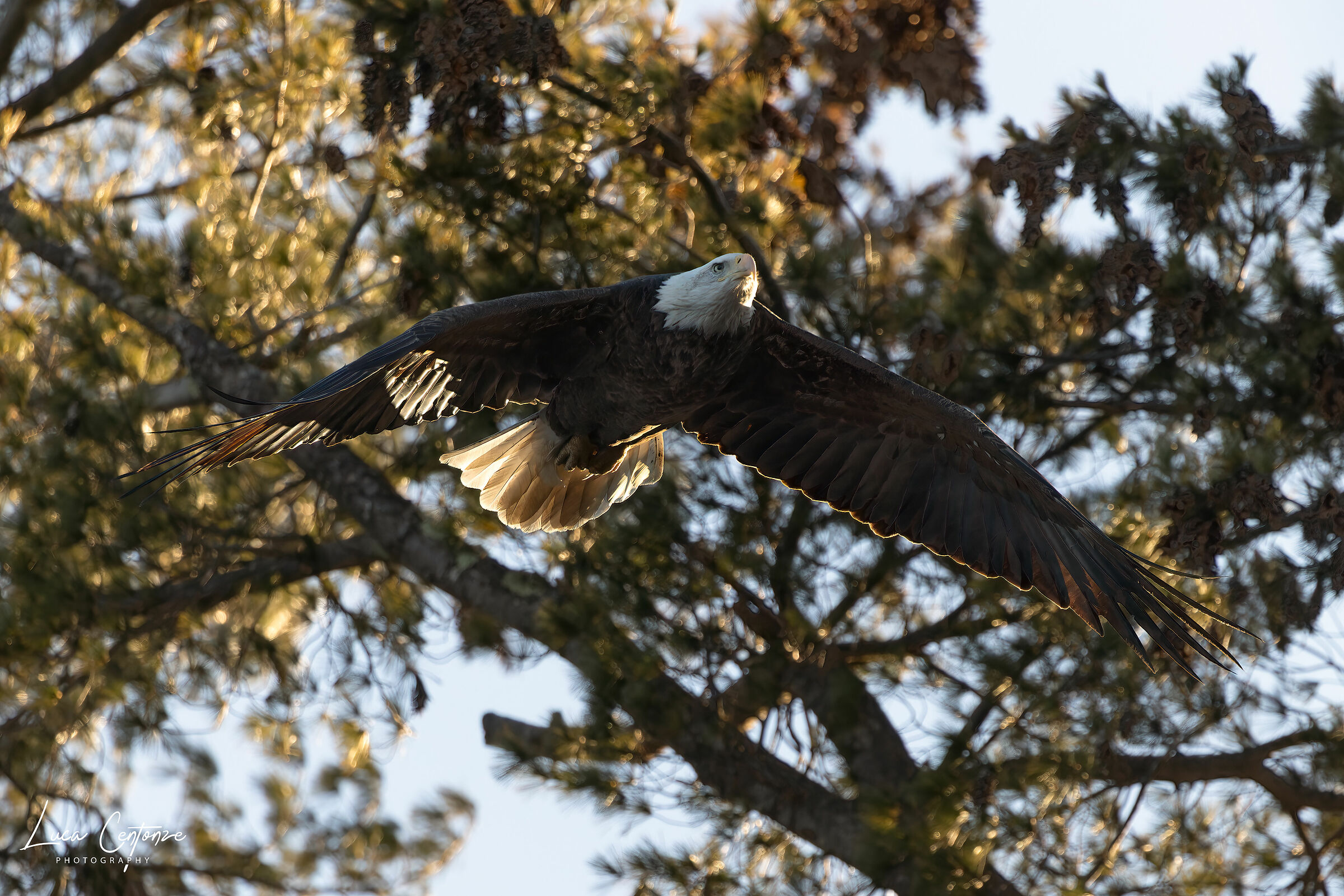 Bald Eagle (Haliaeetus leucocephalus) femmina adulto