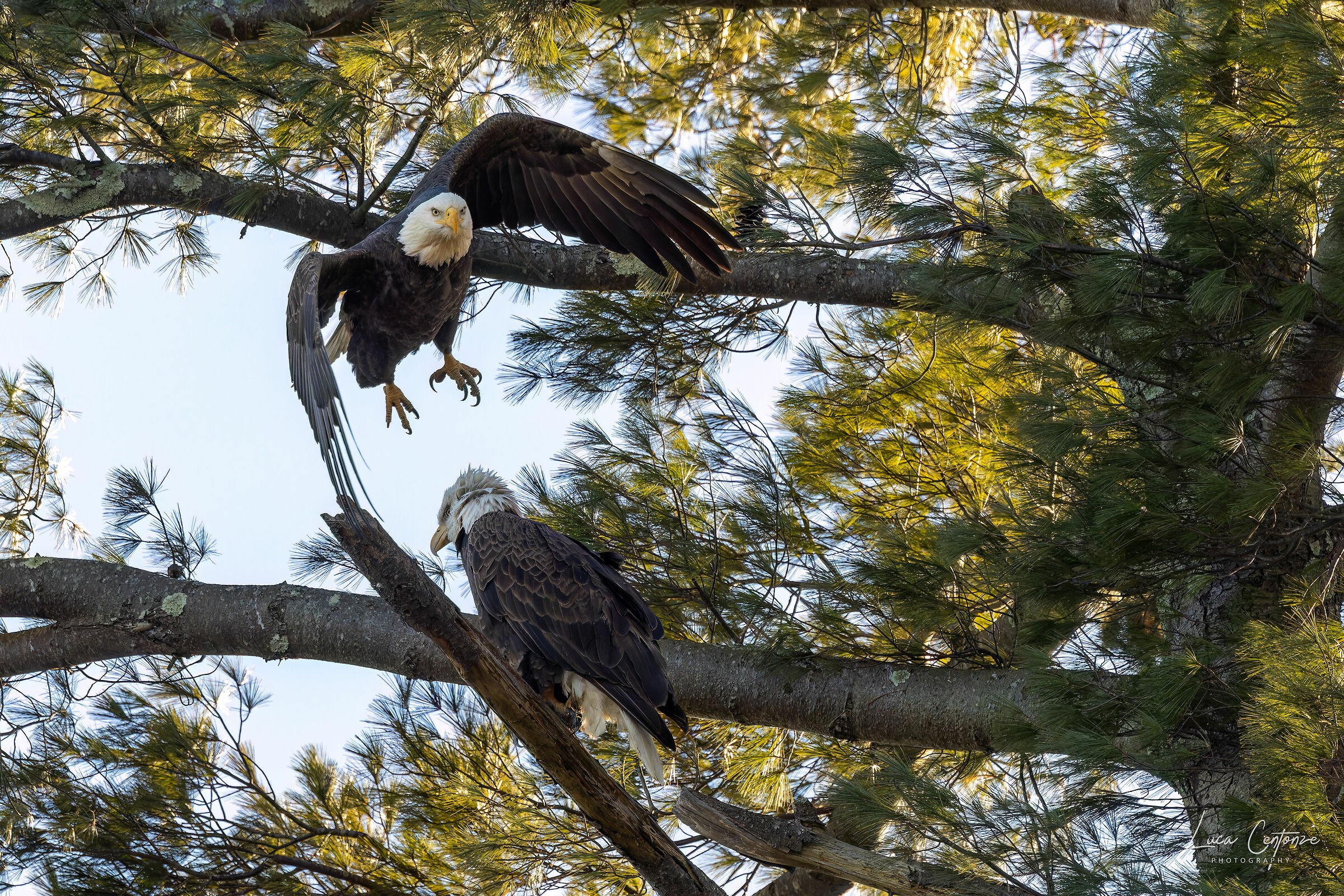 I padroni del fiume (Bald Eagle)