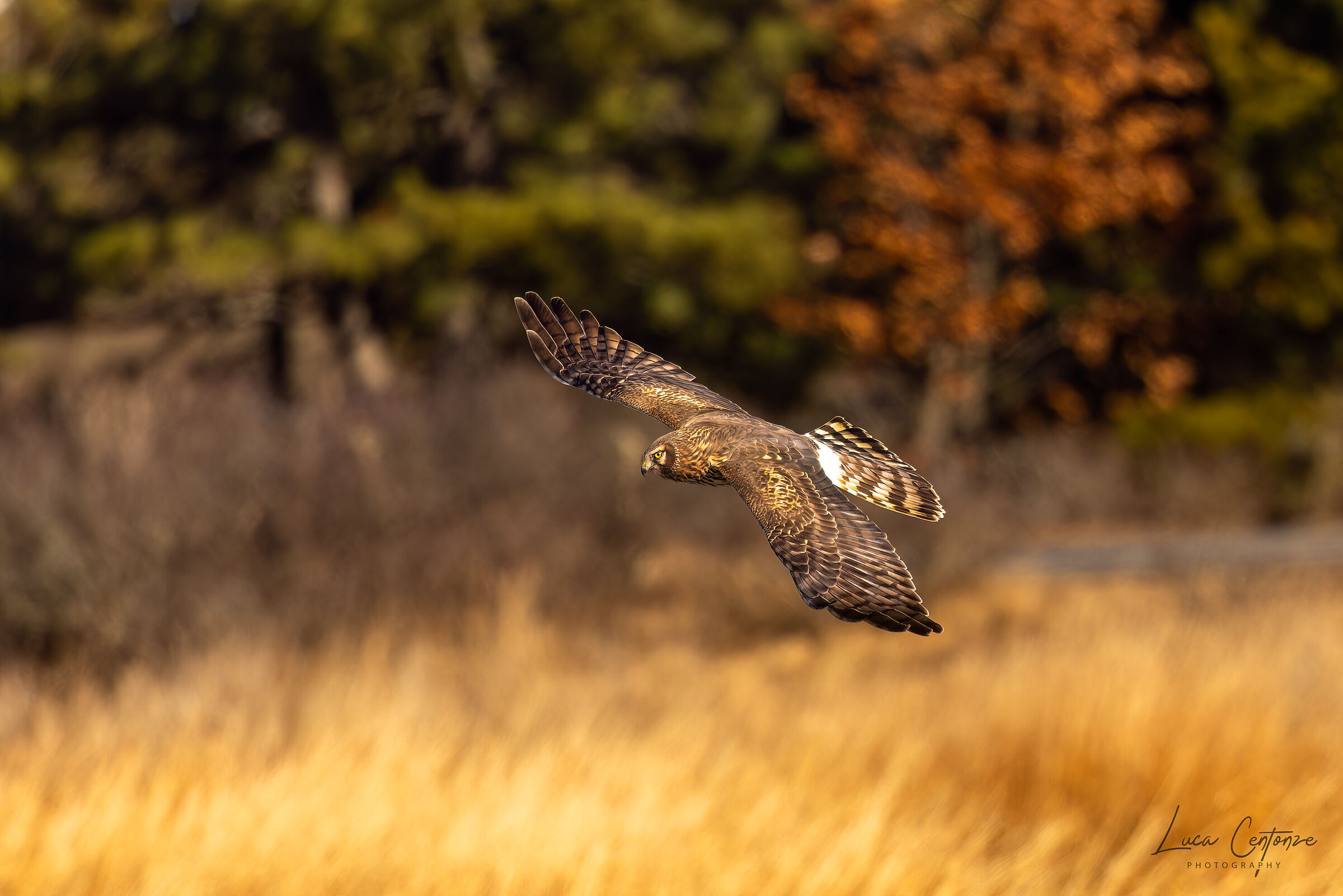 Northern Harrier (Circus hudsonius) on the hunt
