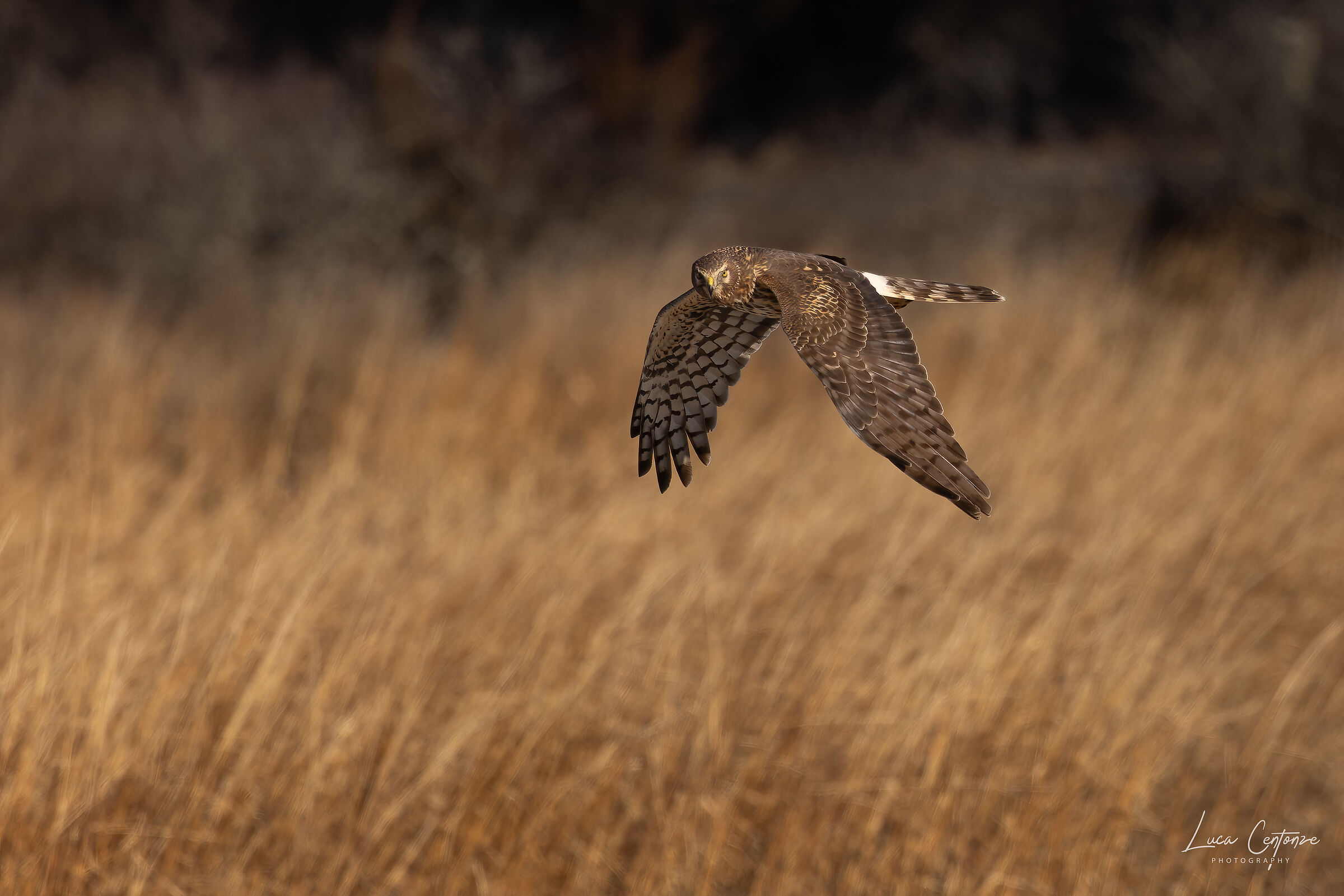 Northern Harrier (Circus hudsonius) femmina