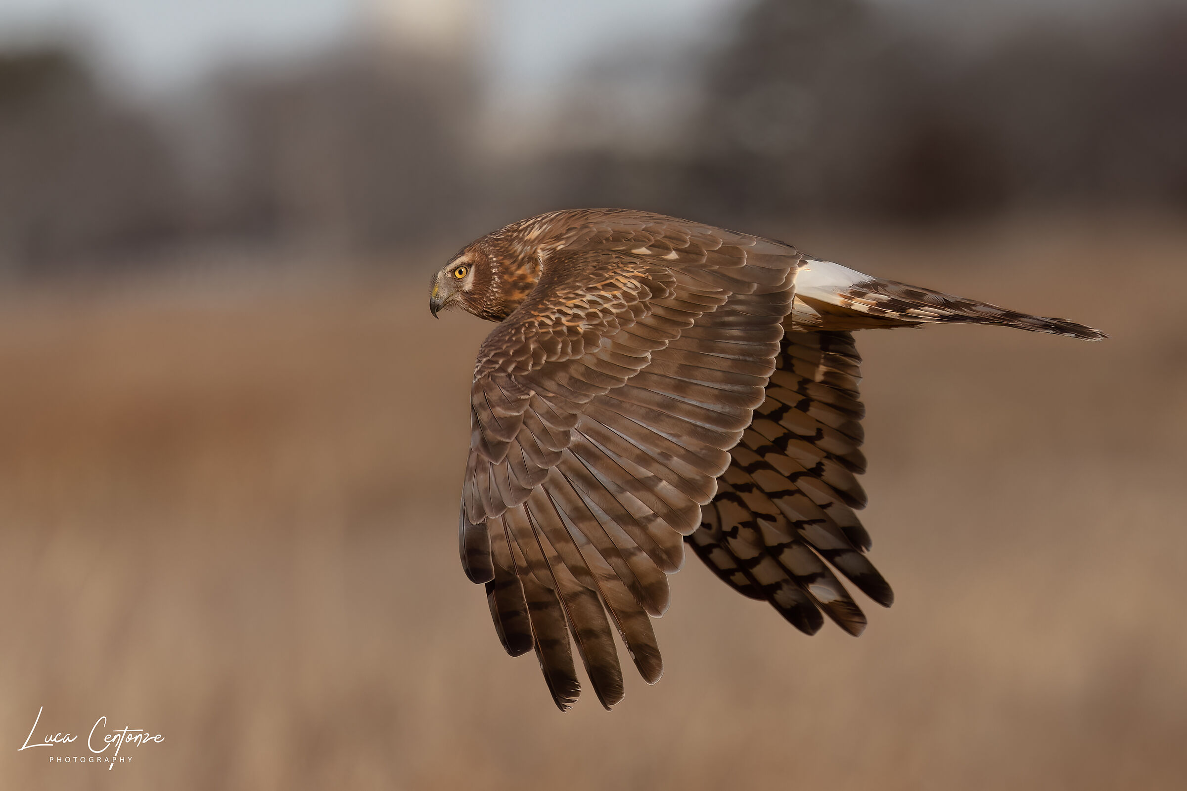 Northern Harrier (Circus hudsonius) female
