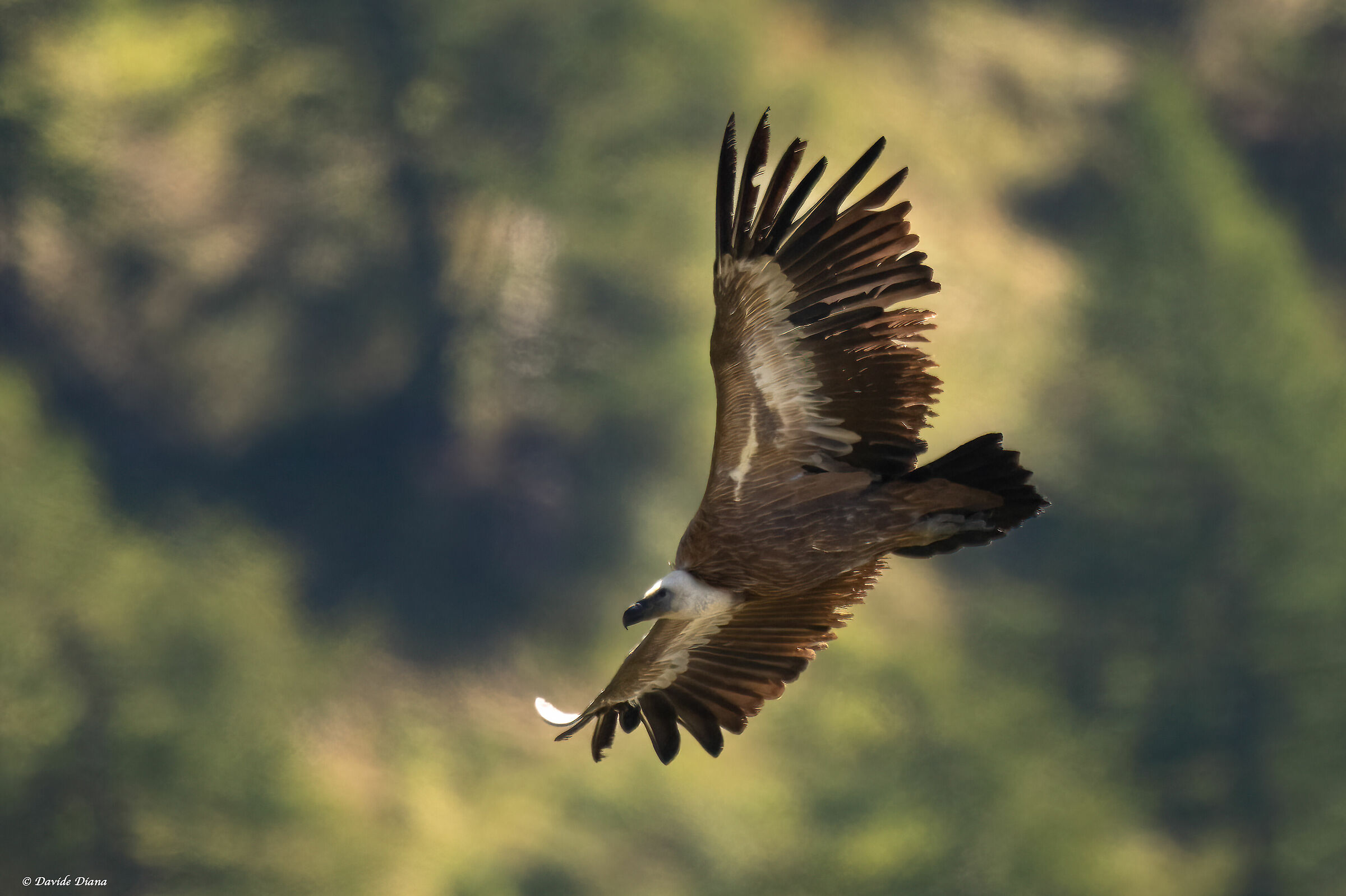 Griffin park Orsiera Rocciavrè