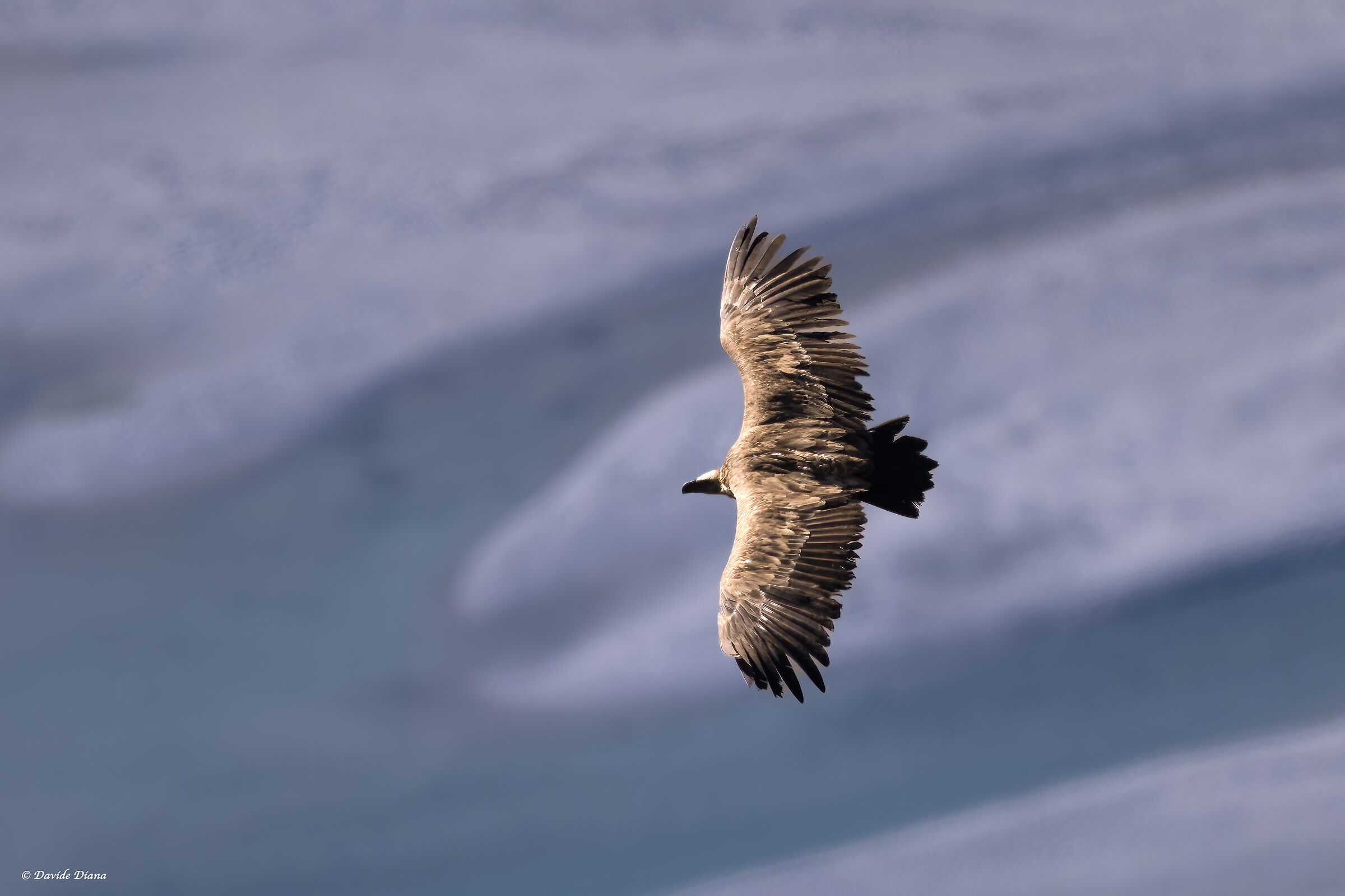 Griffin bear park Rocciavrè