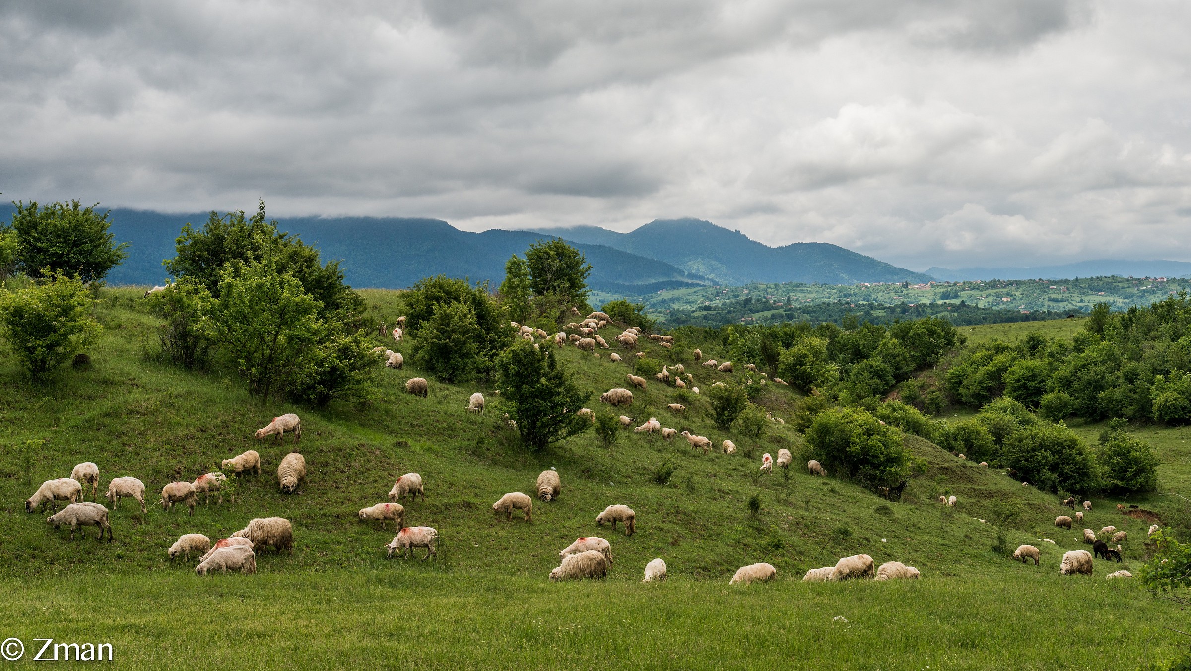 Flock of Sheep Grazing on the Hills