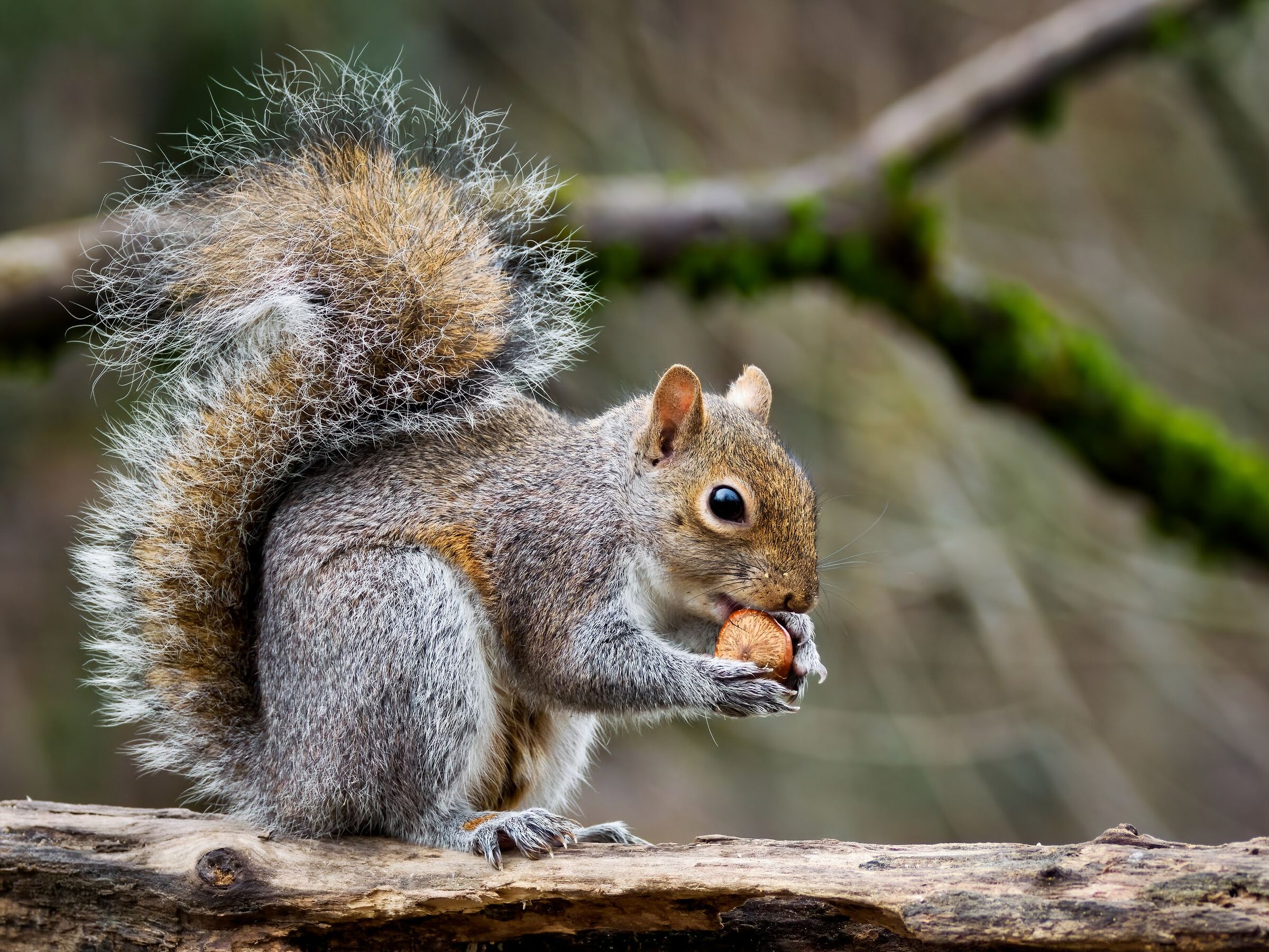Scoiattolo grigio