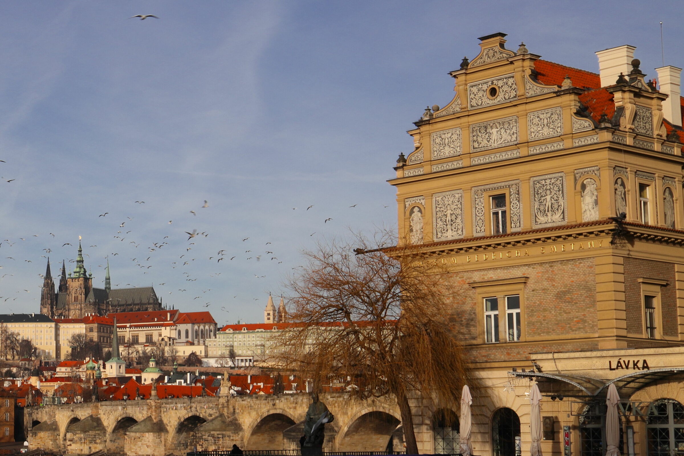 Bird to Praga 1