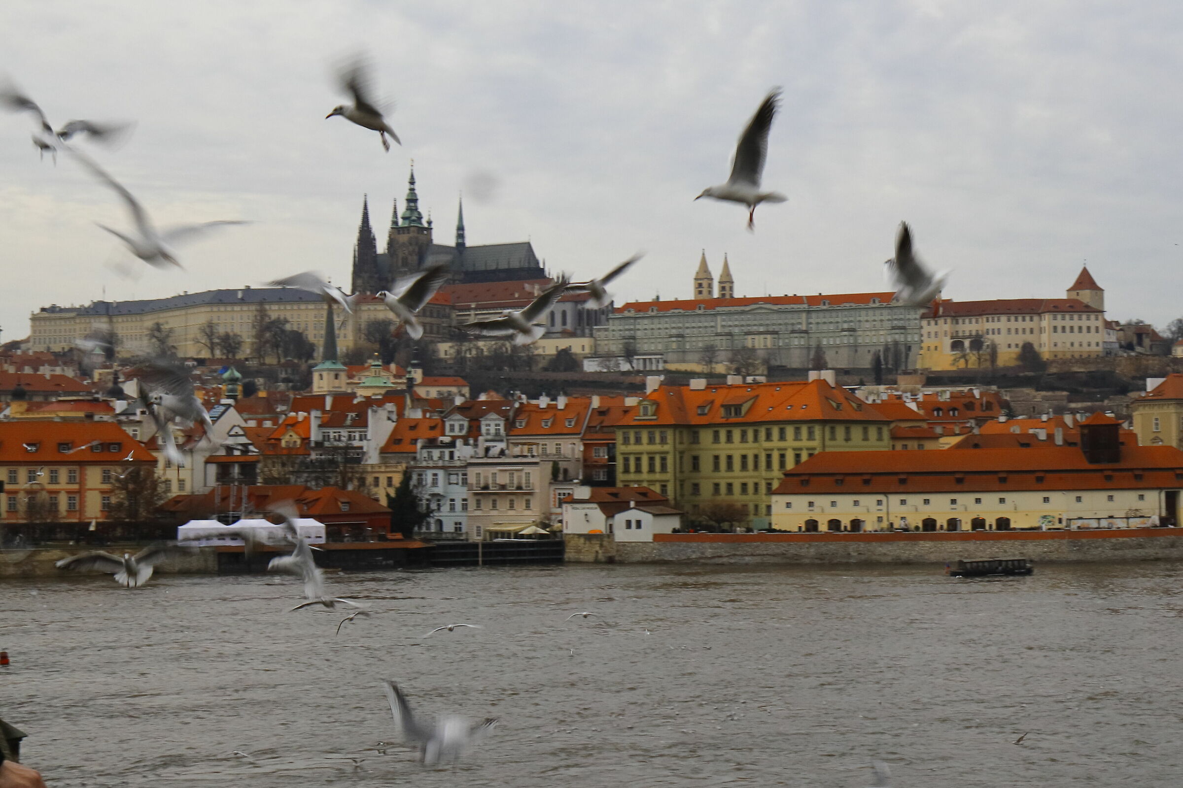 Birds to Praga 2